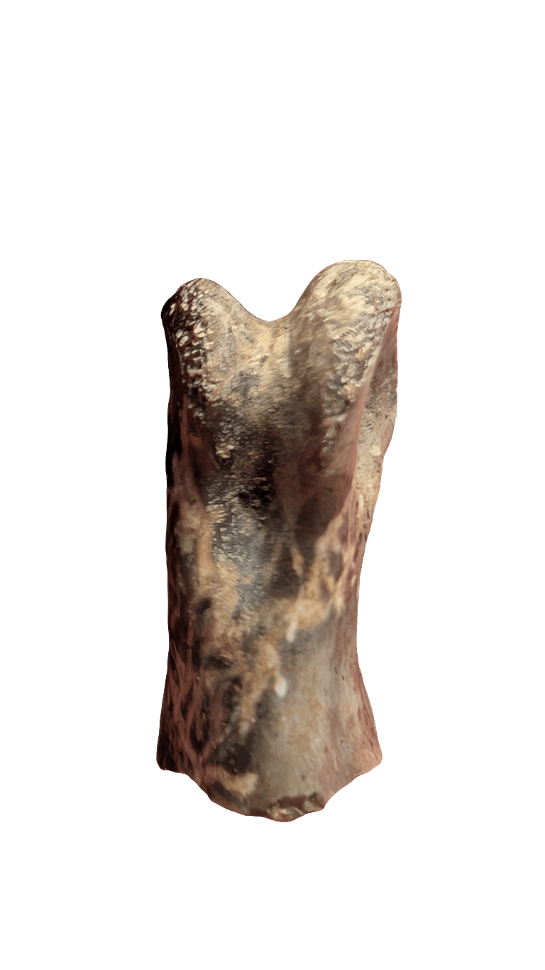 Dromaeosaur Raptor Phalanx Toe Bone - Hell Creek