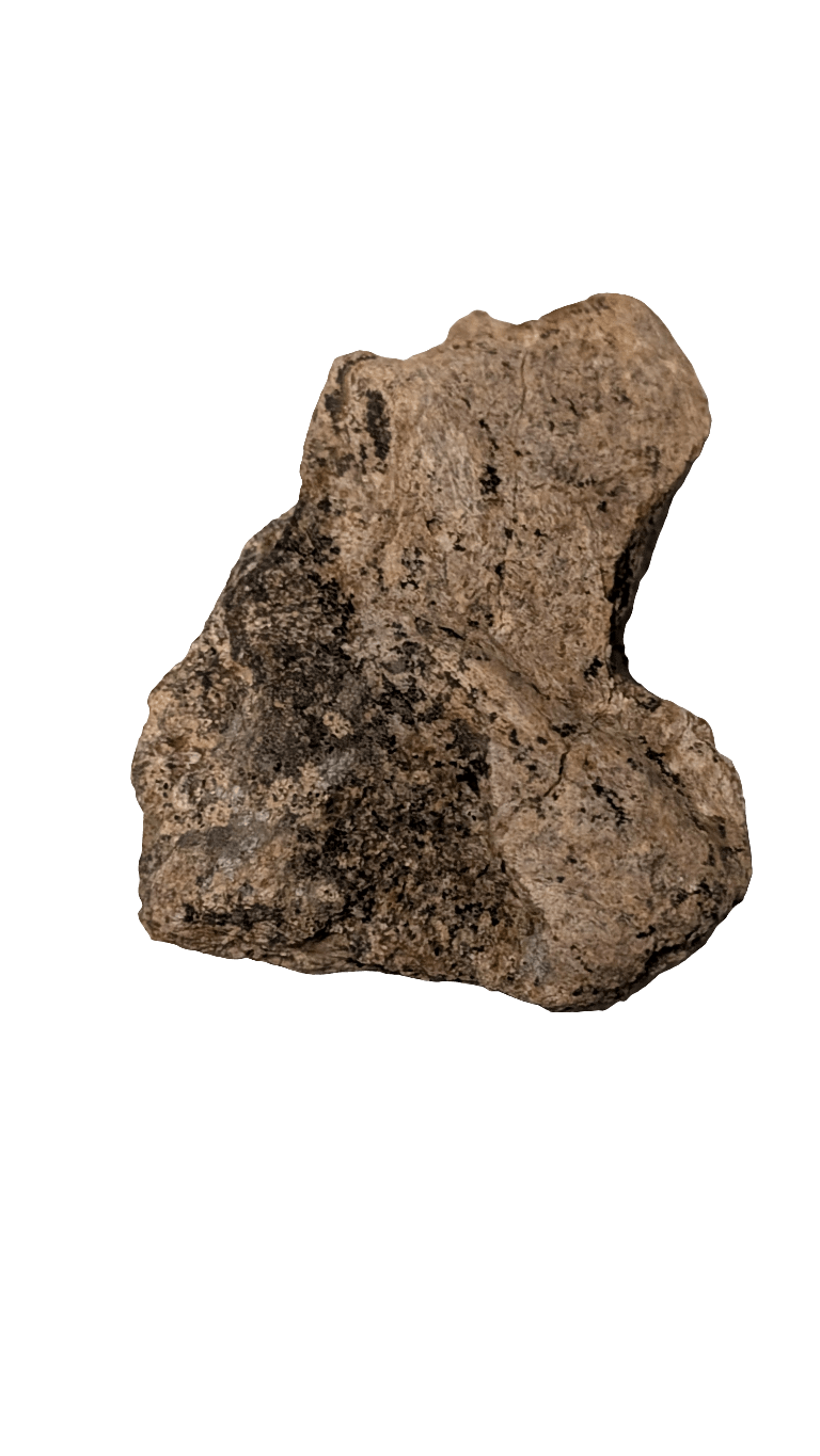 Partial Dinosaur Vertebrae