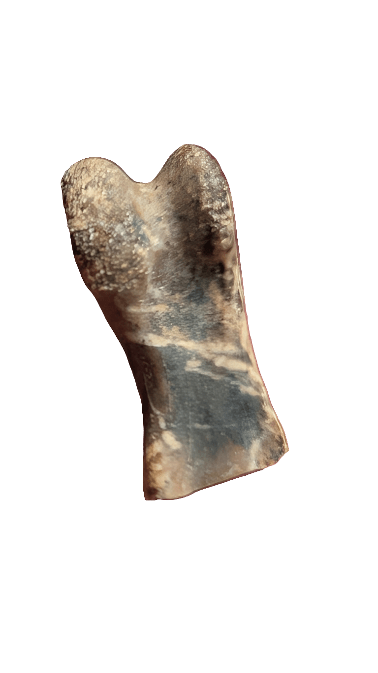 Dromaeosaur Raptor Phalanx Toe Bone - Hell Creek
