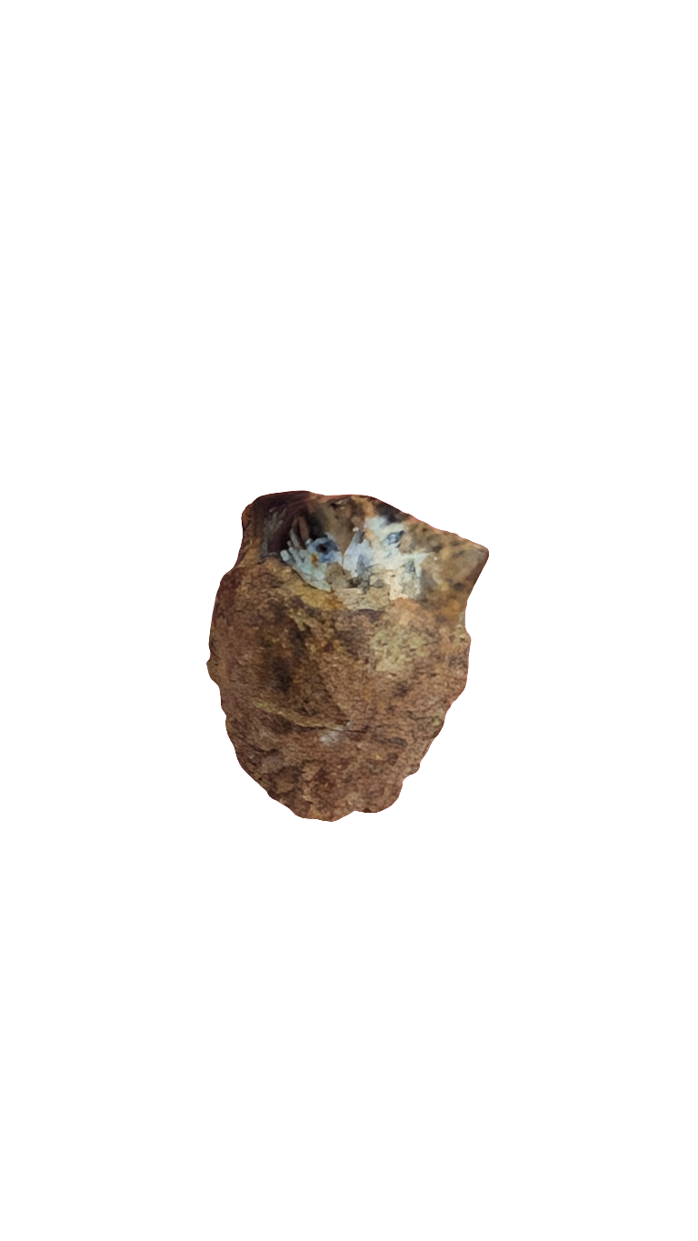 Triceratops Spit Tooth