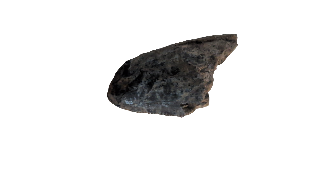 Tyrannosaurus Rex tooth tip fossil from the Hell Creek Formation, showcasing detailed texture and unique shape.