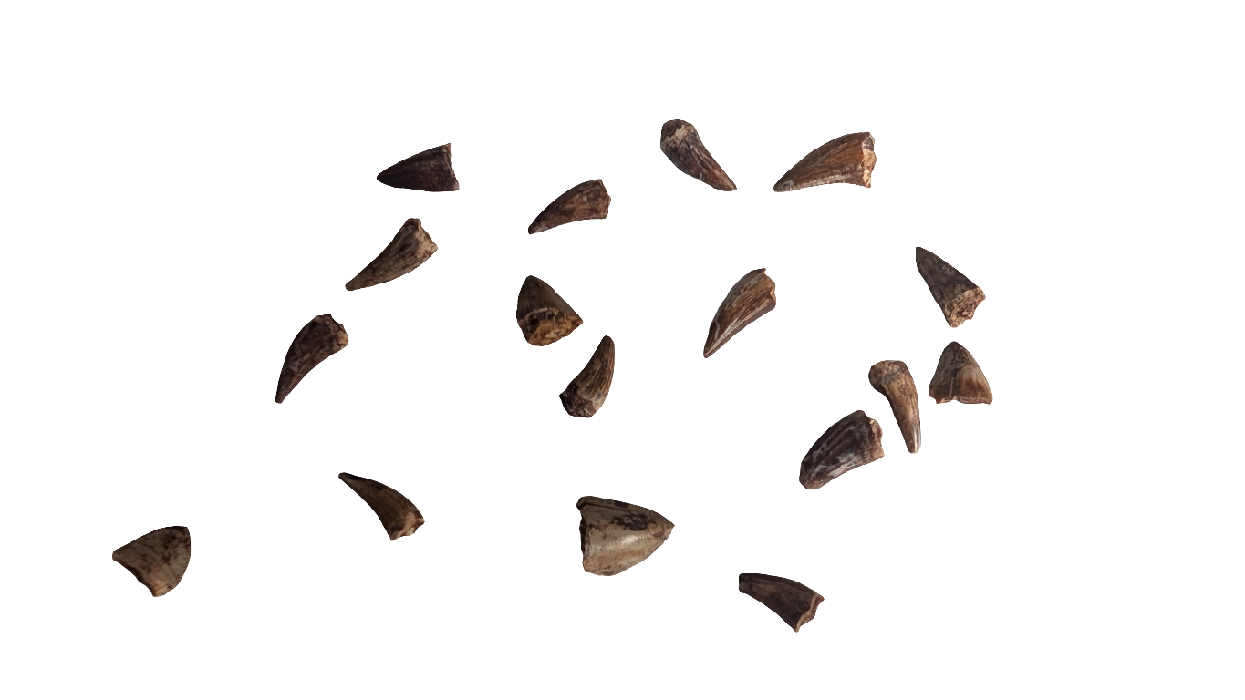 Phytosaur Teeth - Redonda Formation