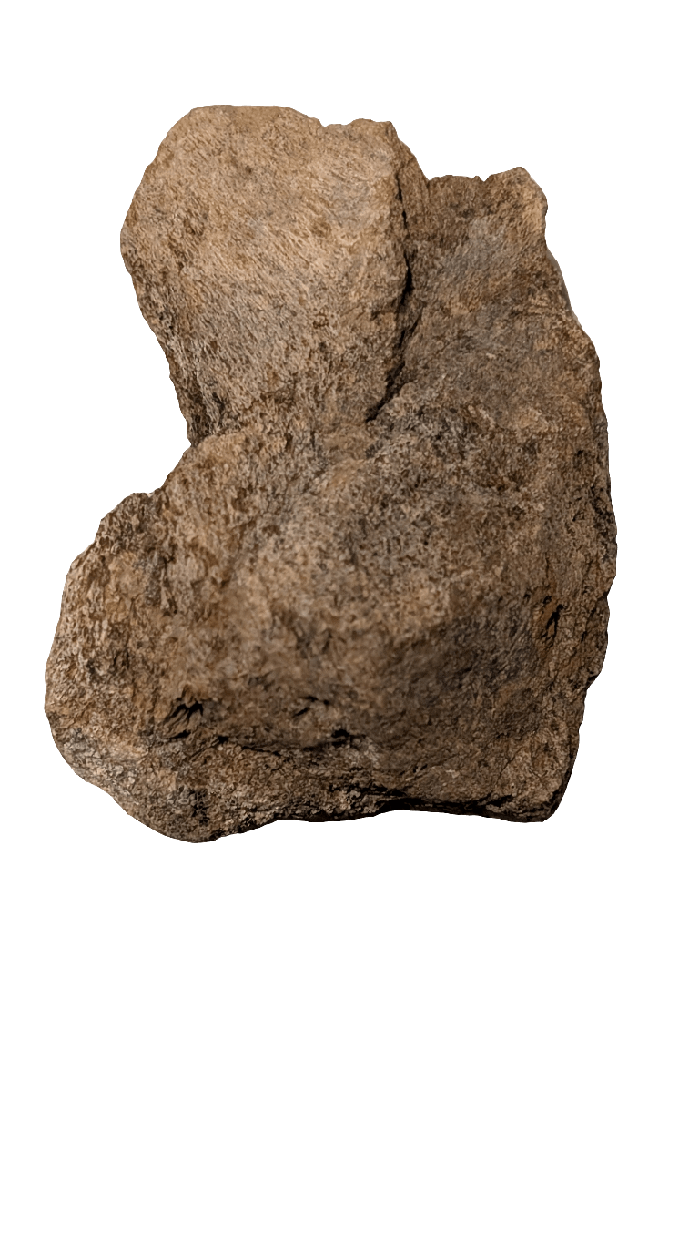 Partial Dinosaur Vertebrae