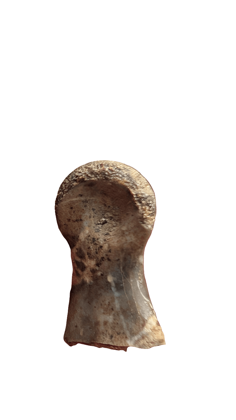 Dromaeosaur Raptor Phalanx Toe Bone - Hell Creek