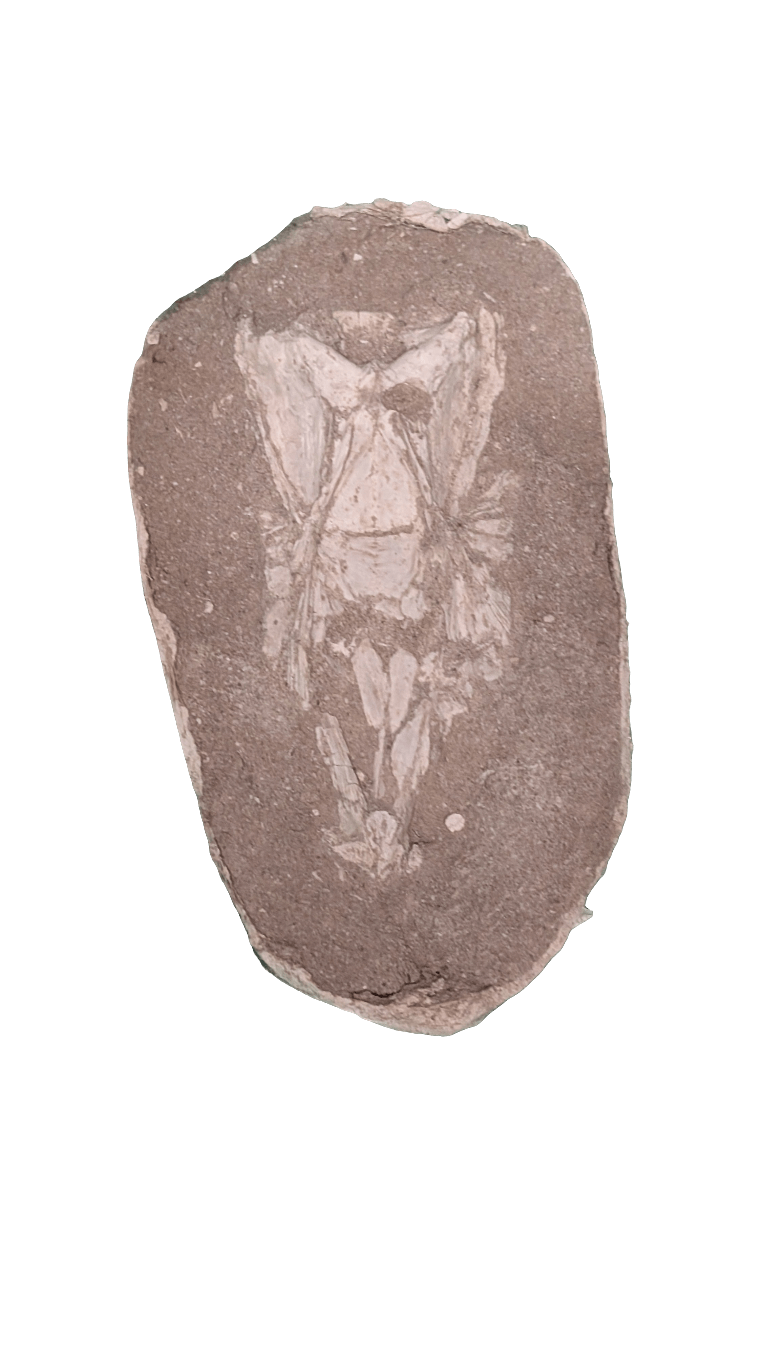 Enchodus Skull