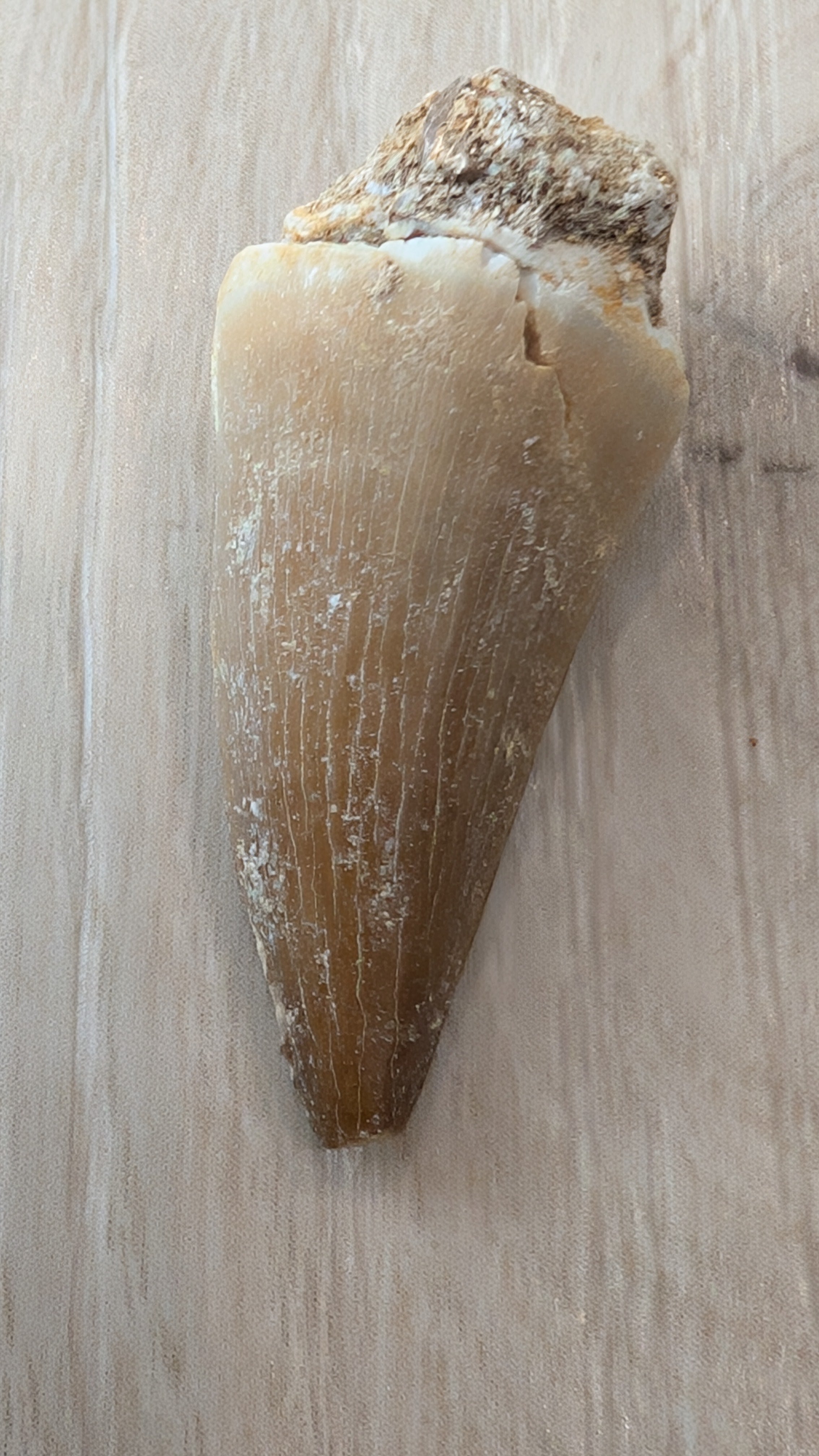Mosasaur Teeth - Morocco