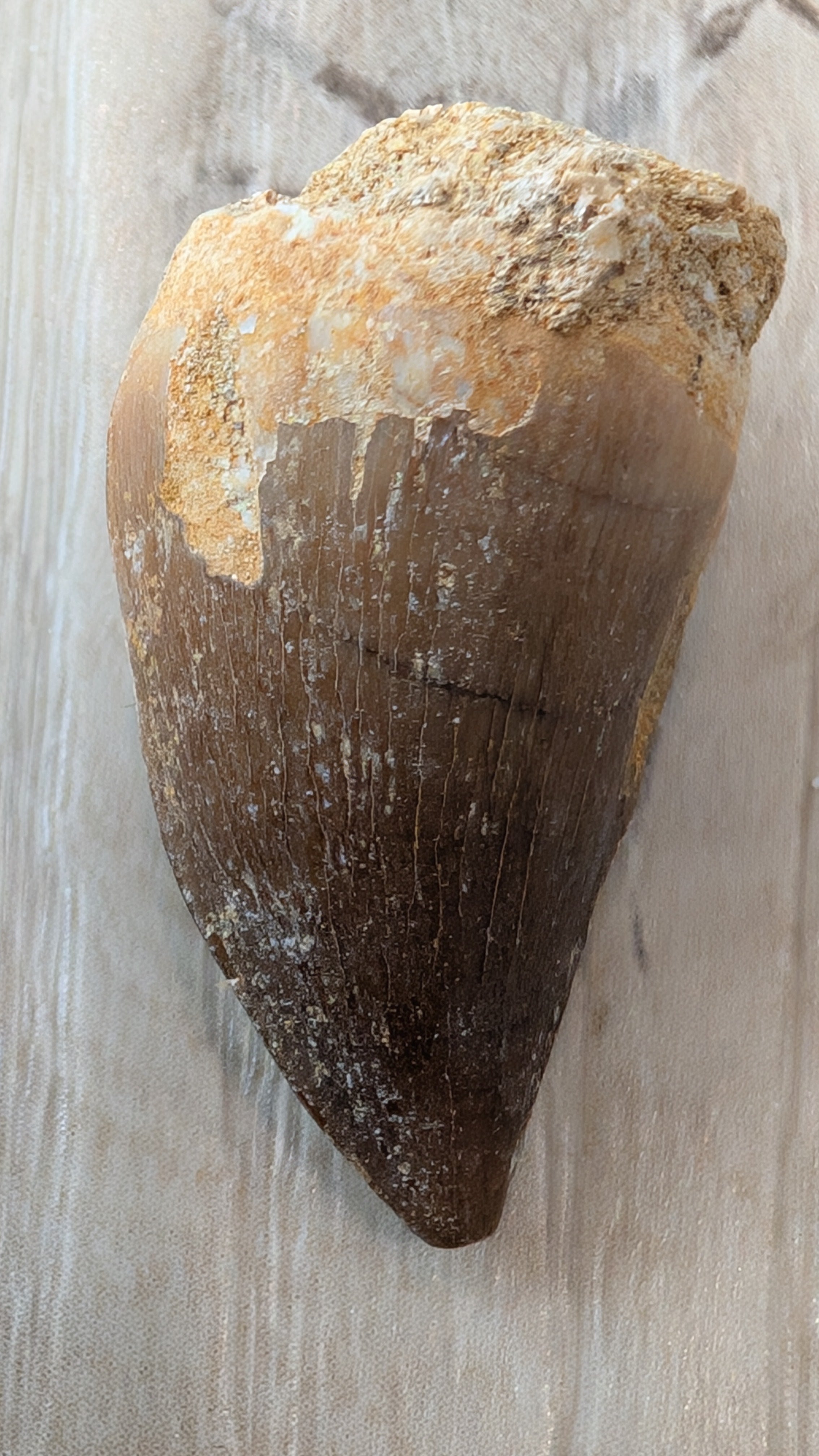 Mosasaur Teeth - Morocco