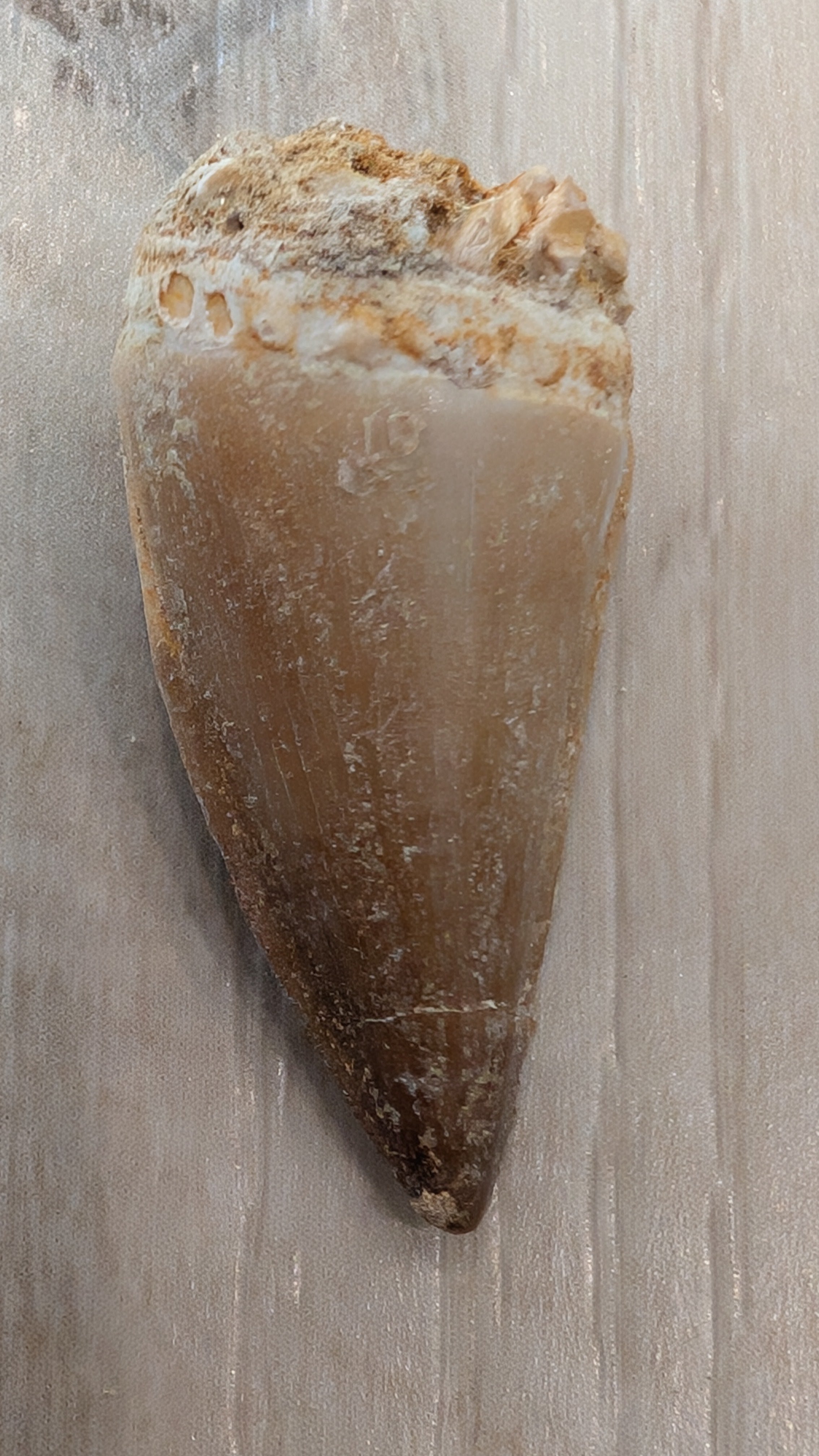 Mosasaur Teeth - Morocco