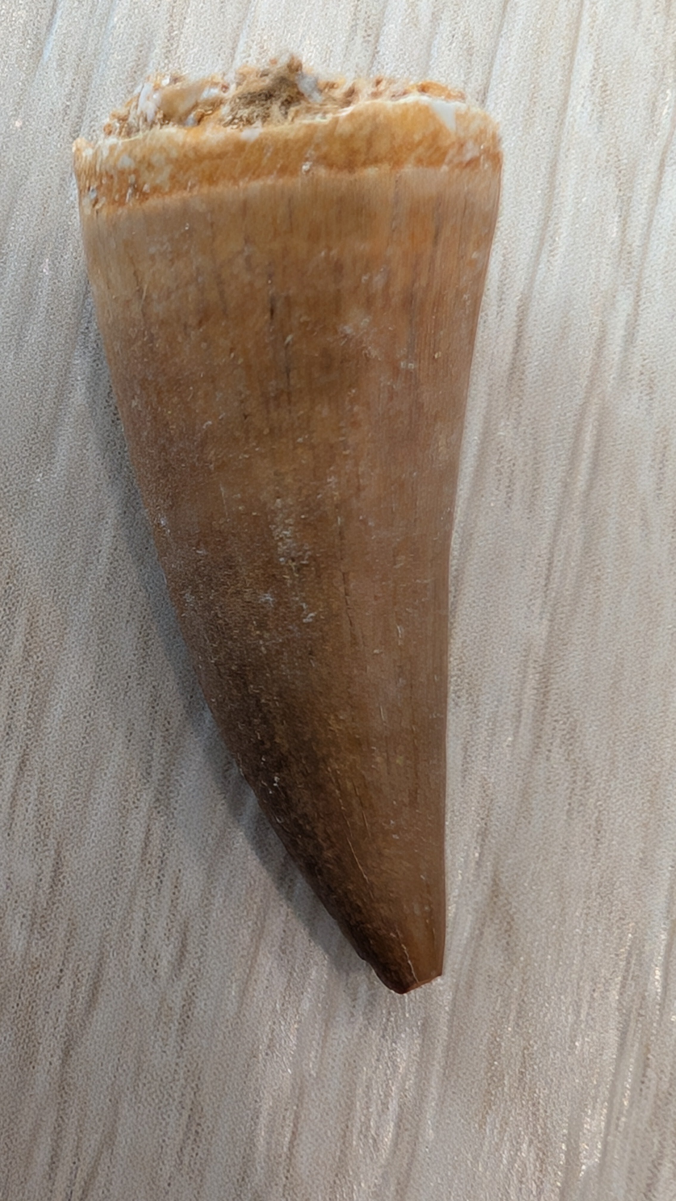 Mosasaur Teeth - Morocco