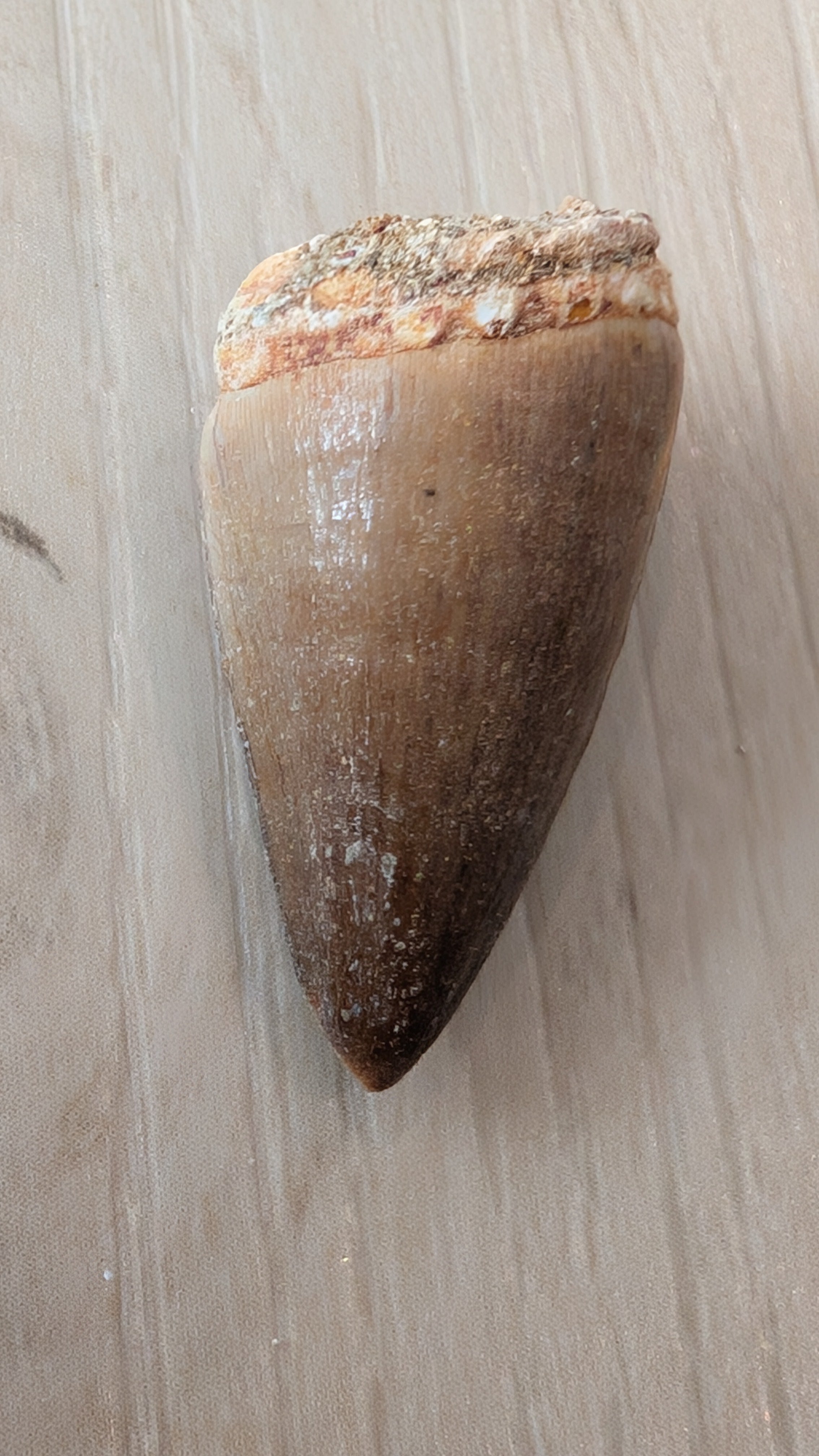 Mosasaur Teeth - Morocco