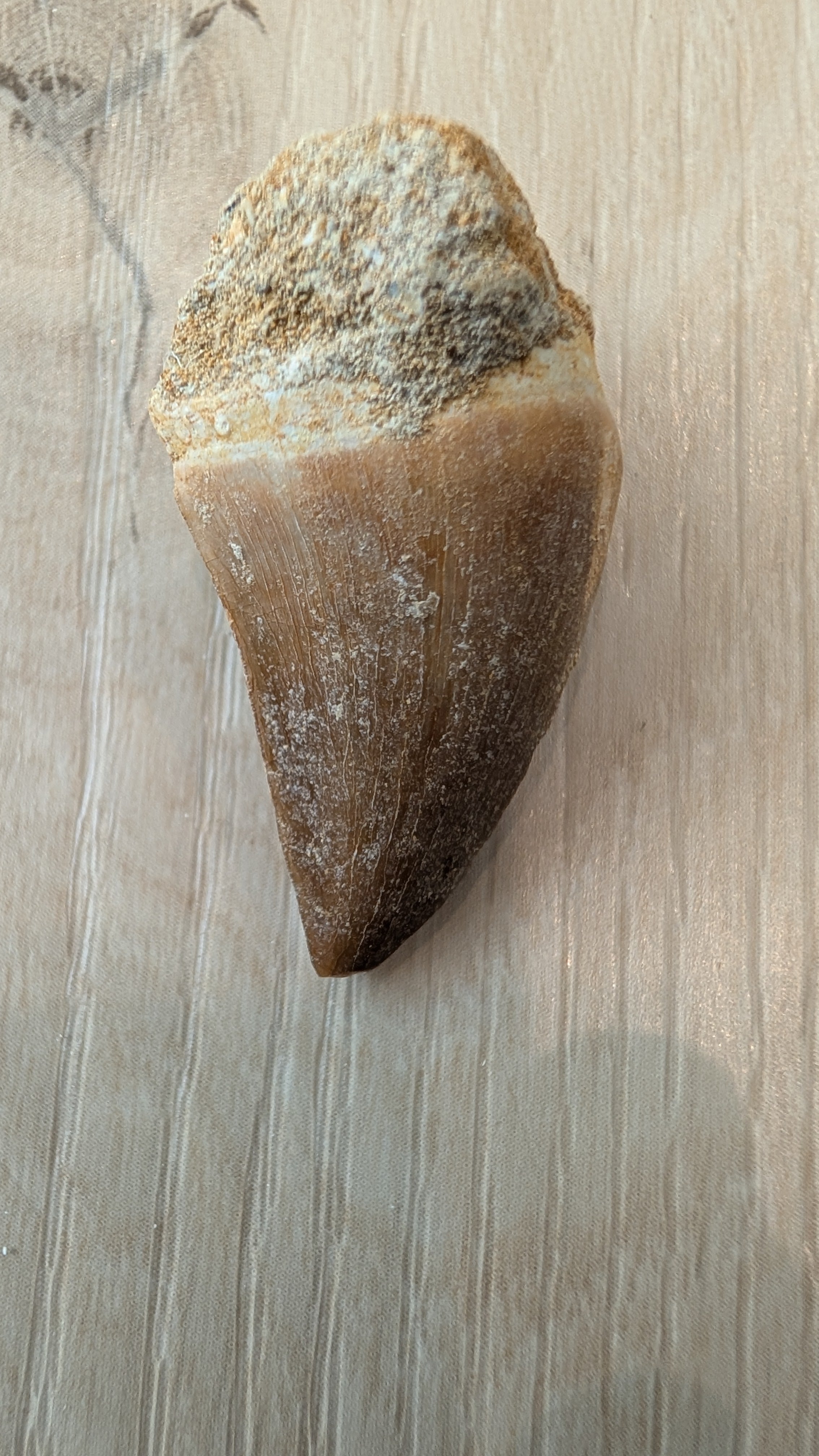 Mosasaur Teeth - Morocco