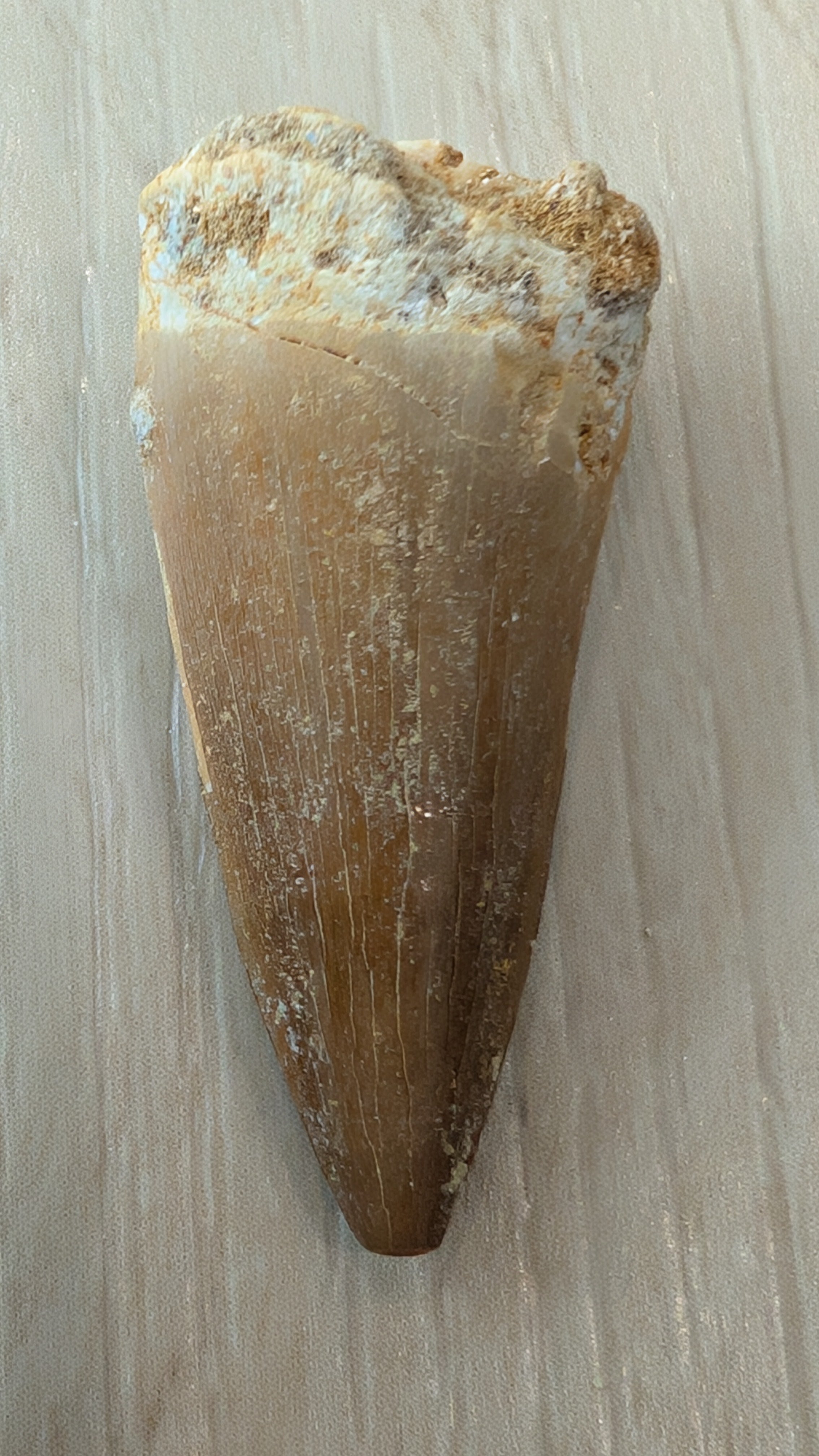 Mosasaur Teeth - Morocco