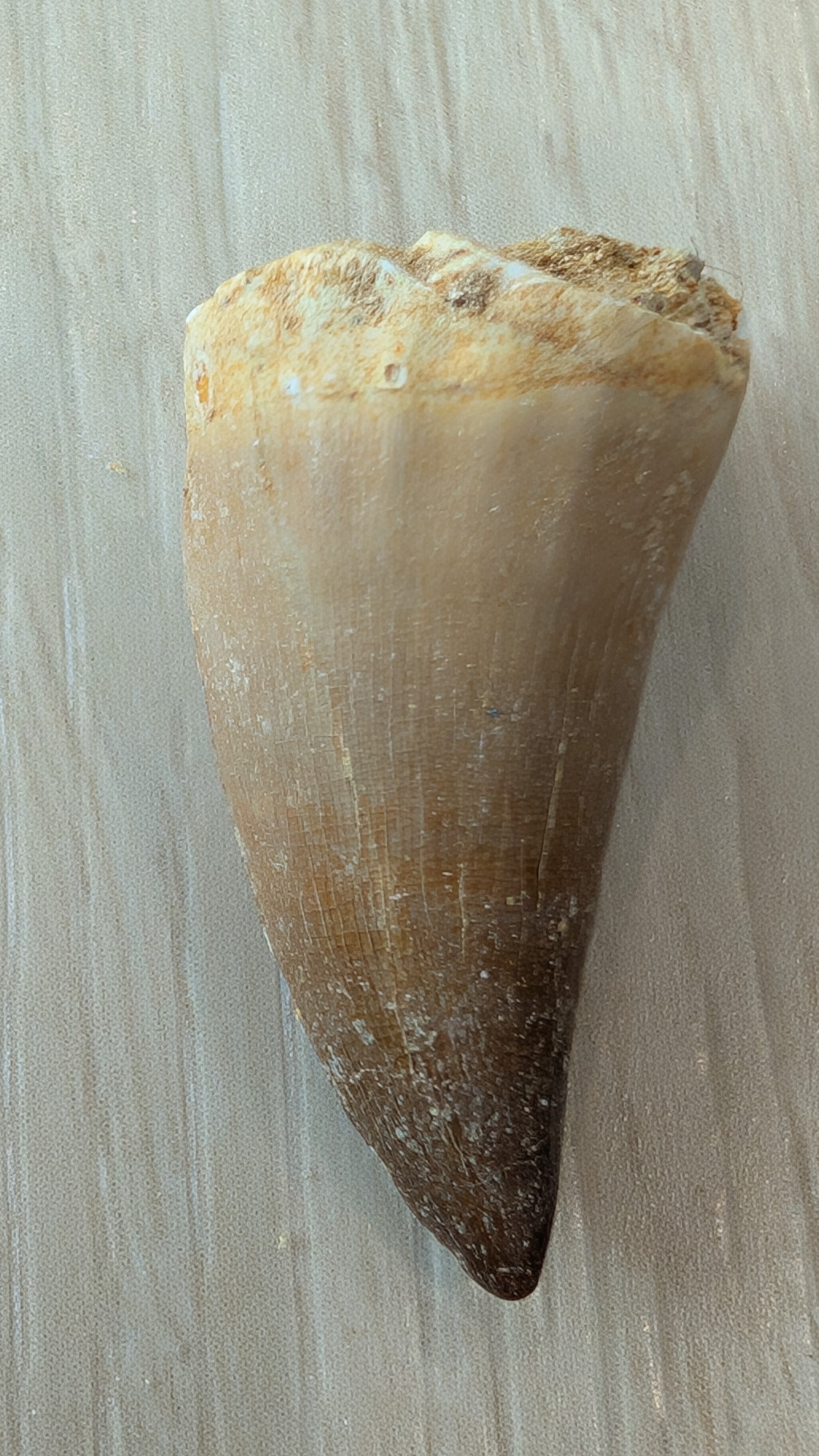 Mosasaur Teeth - Morocco