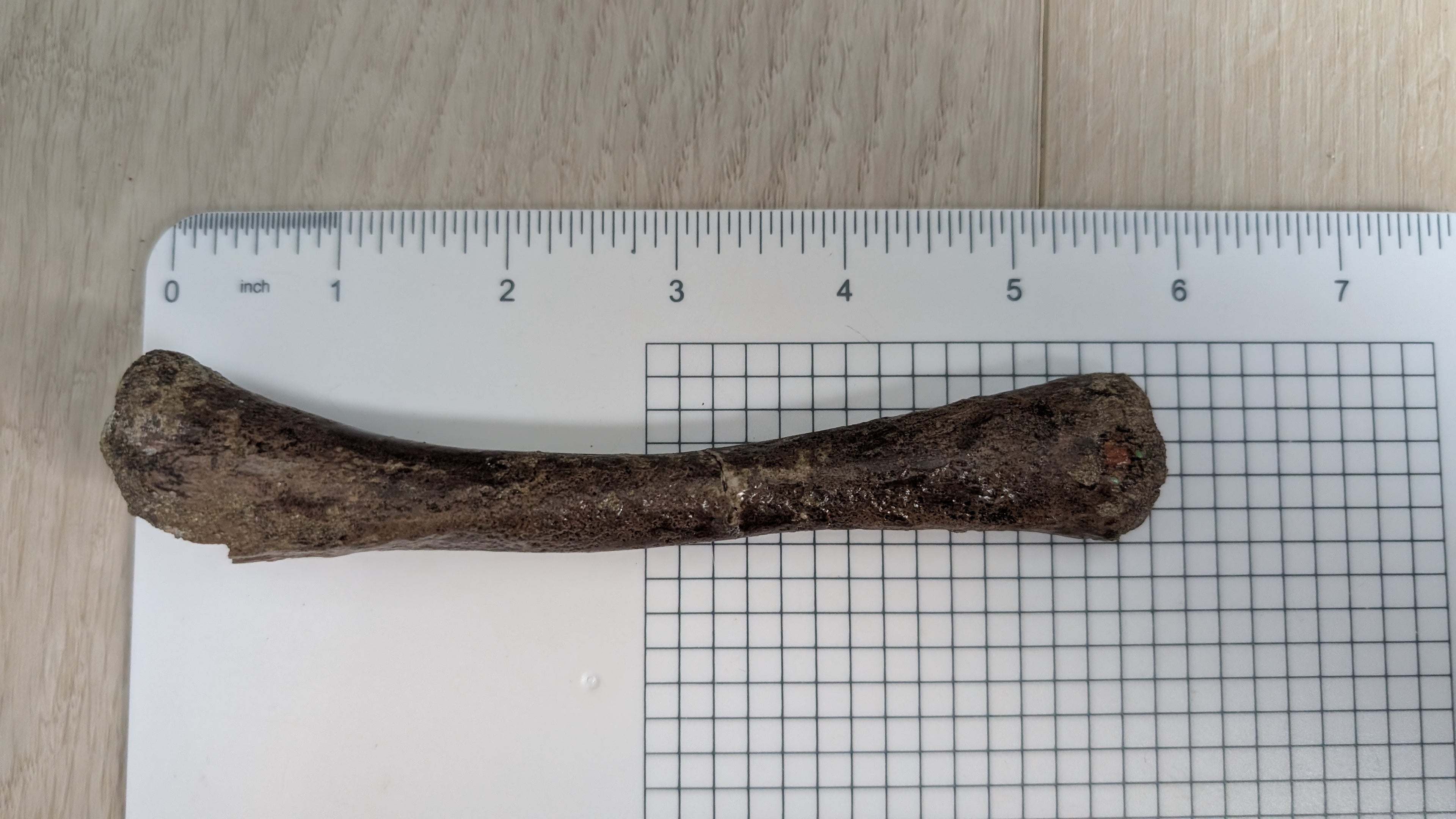 Crocodile Tibia