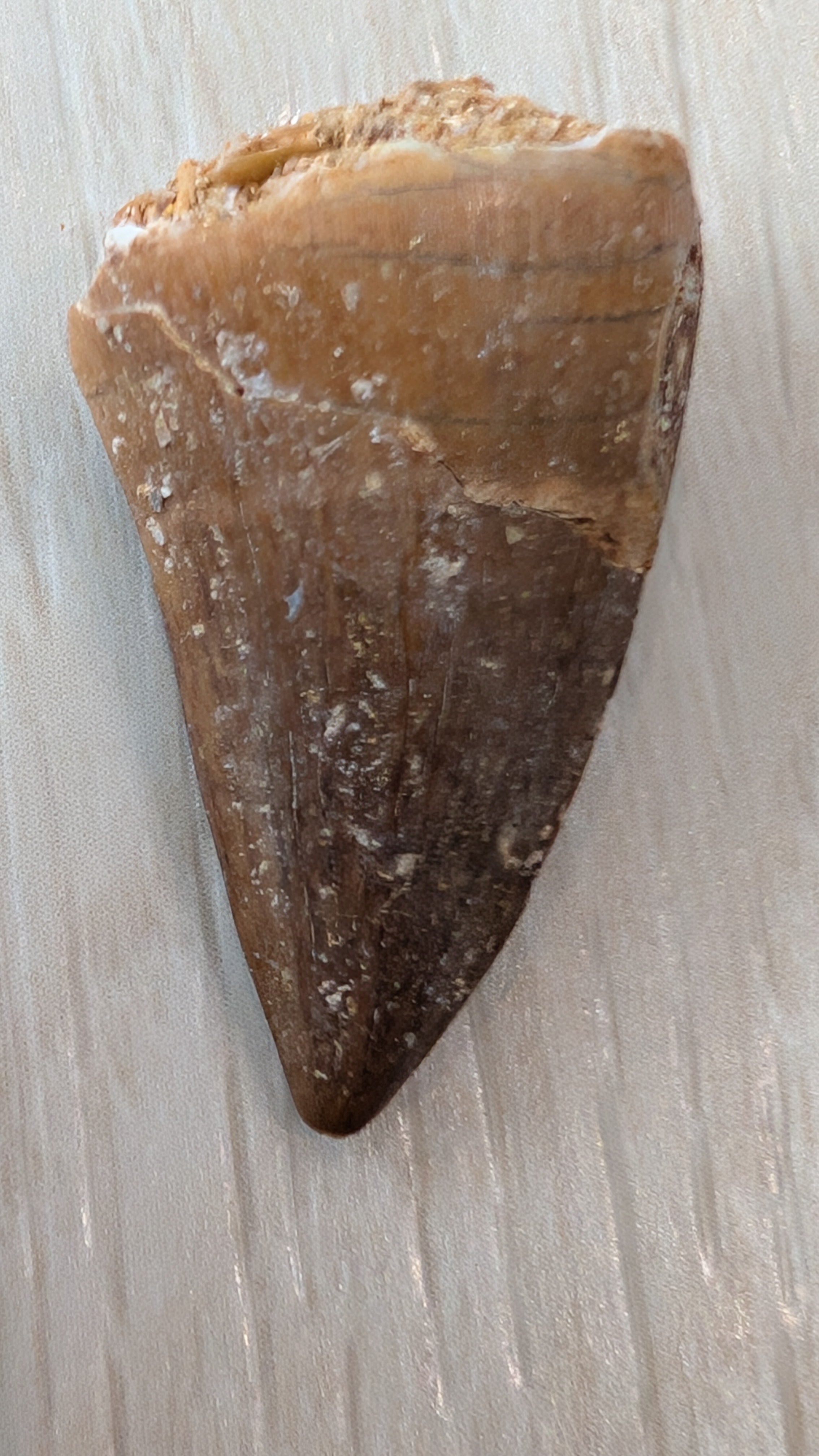 Mosasaur Teeth - Morocco