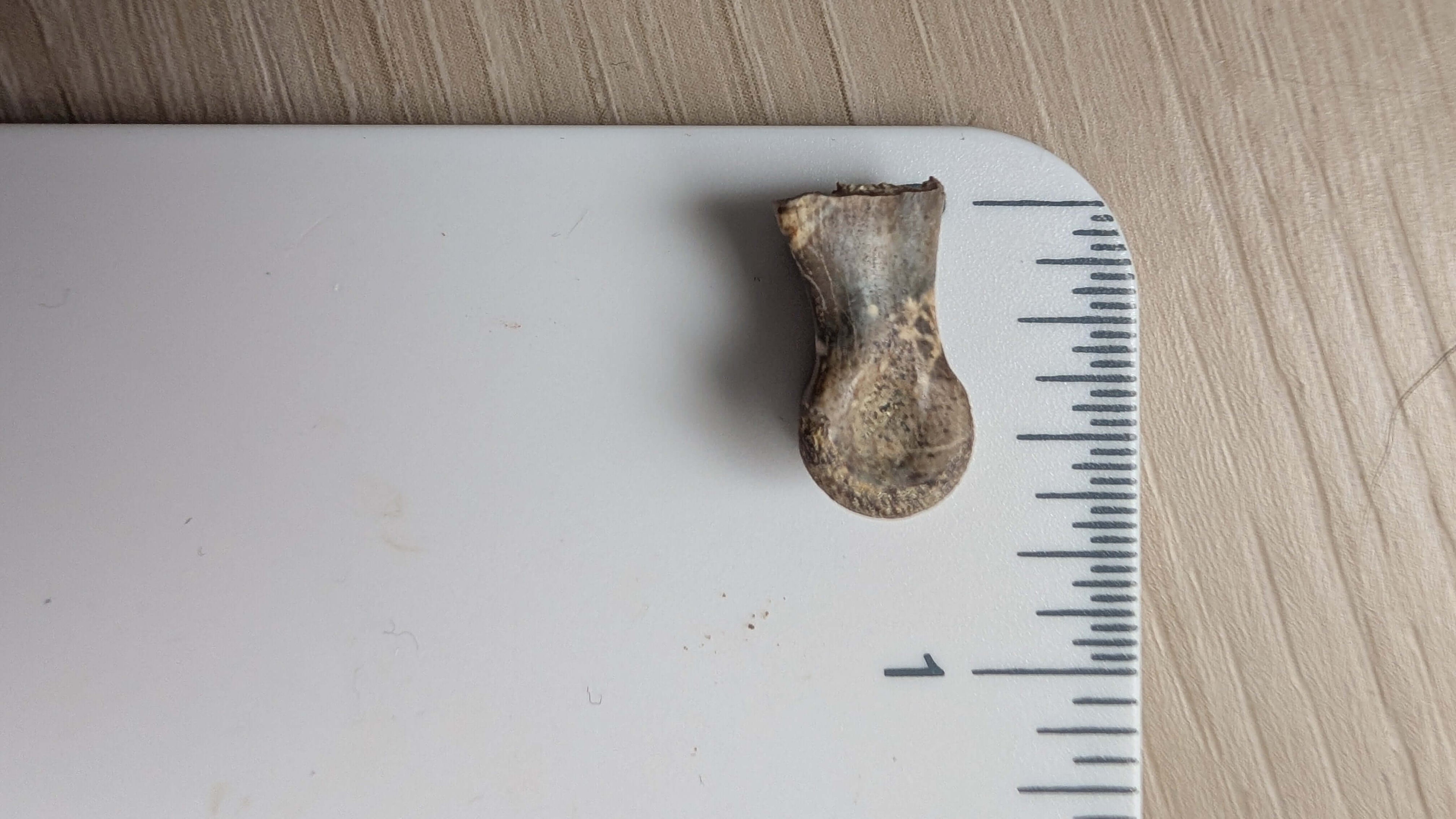 Dromaeosaur Raptor Phalanx Toe Bone - Hell Creek