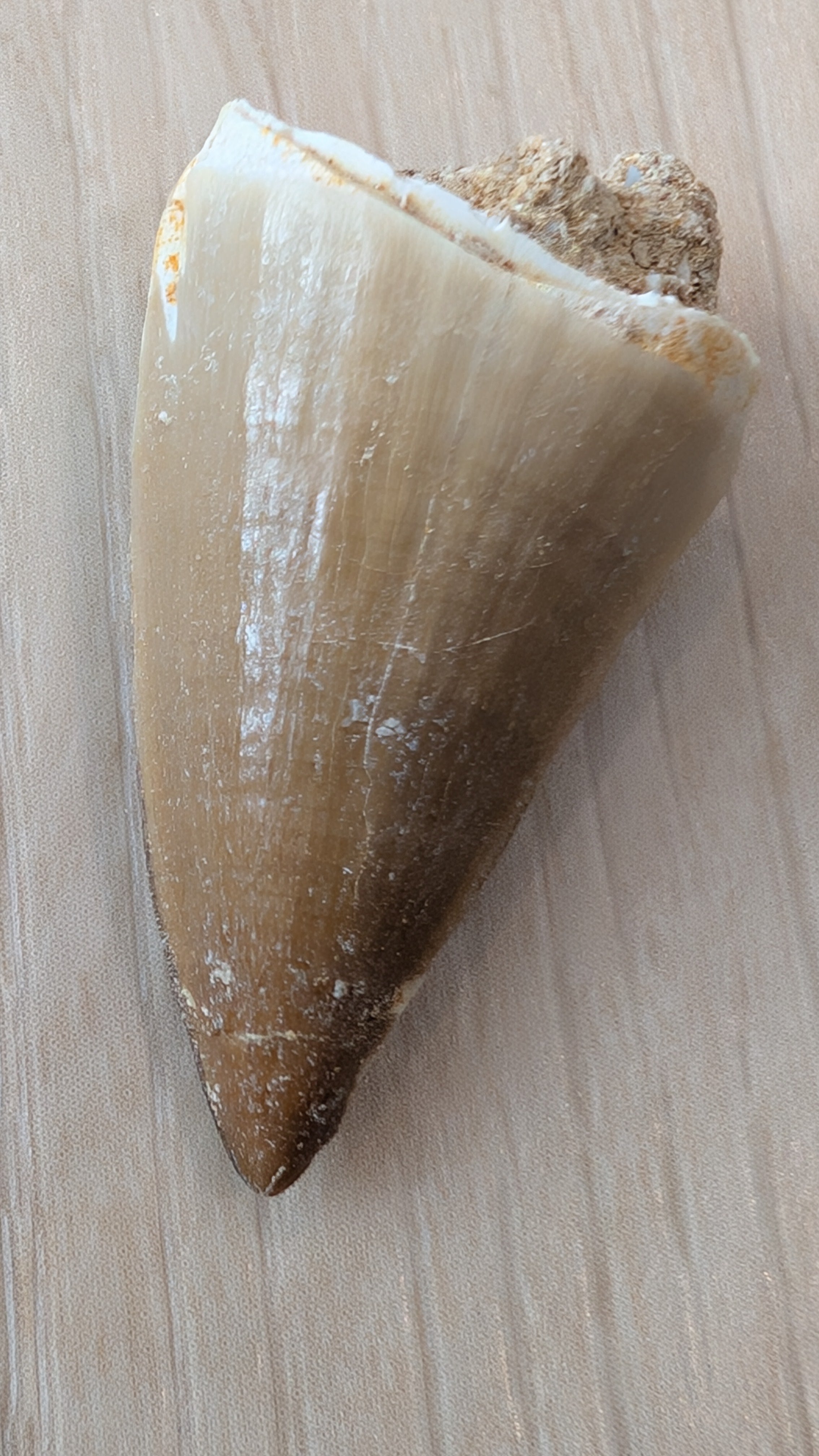 Mosasaur Teeth - Morocco