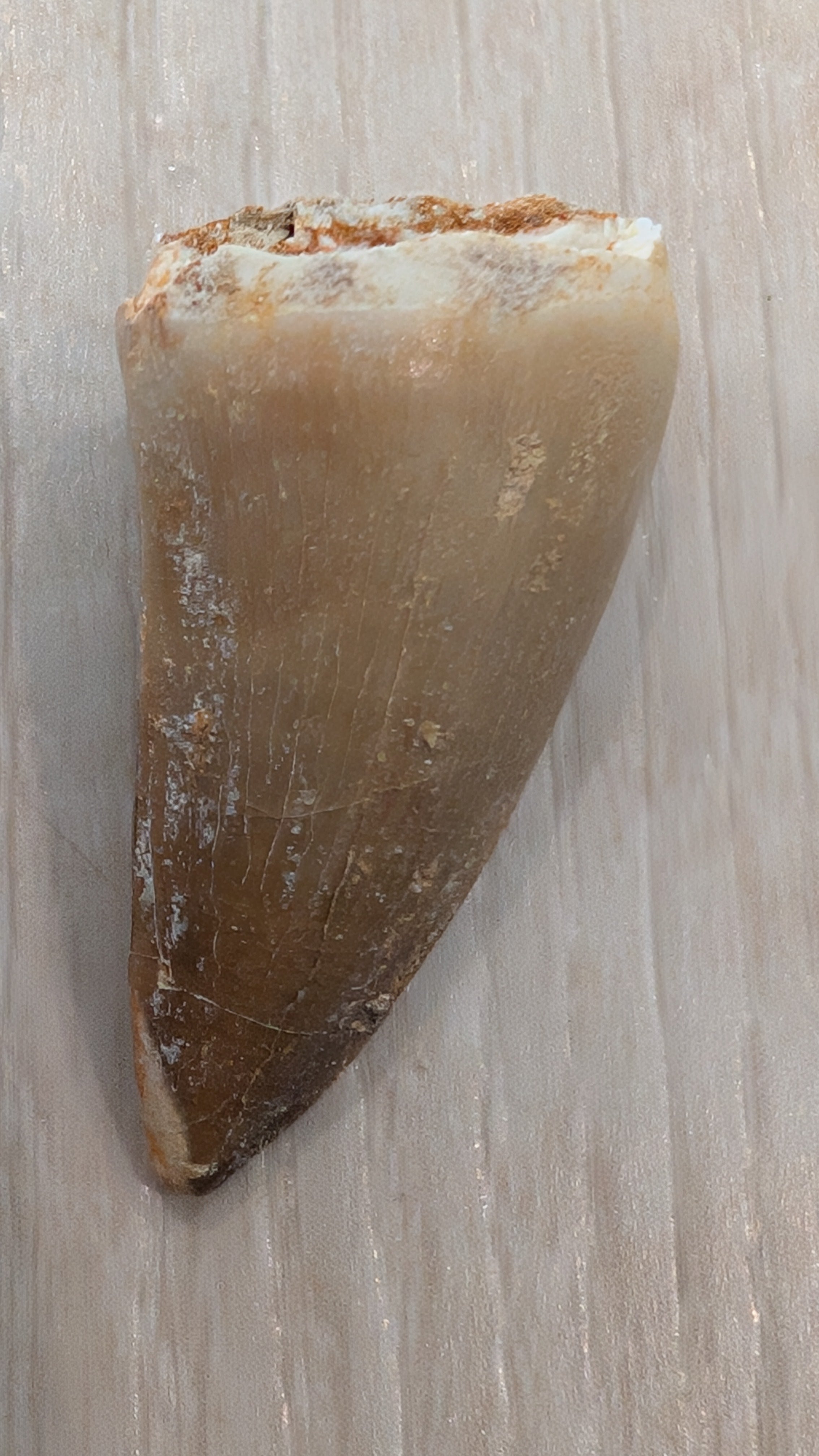 Mosasaur Teeth - Morocco