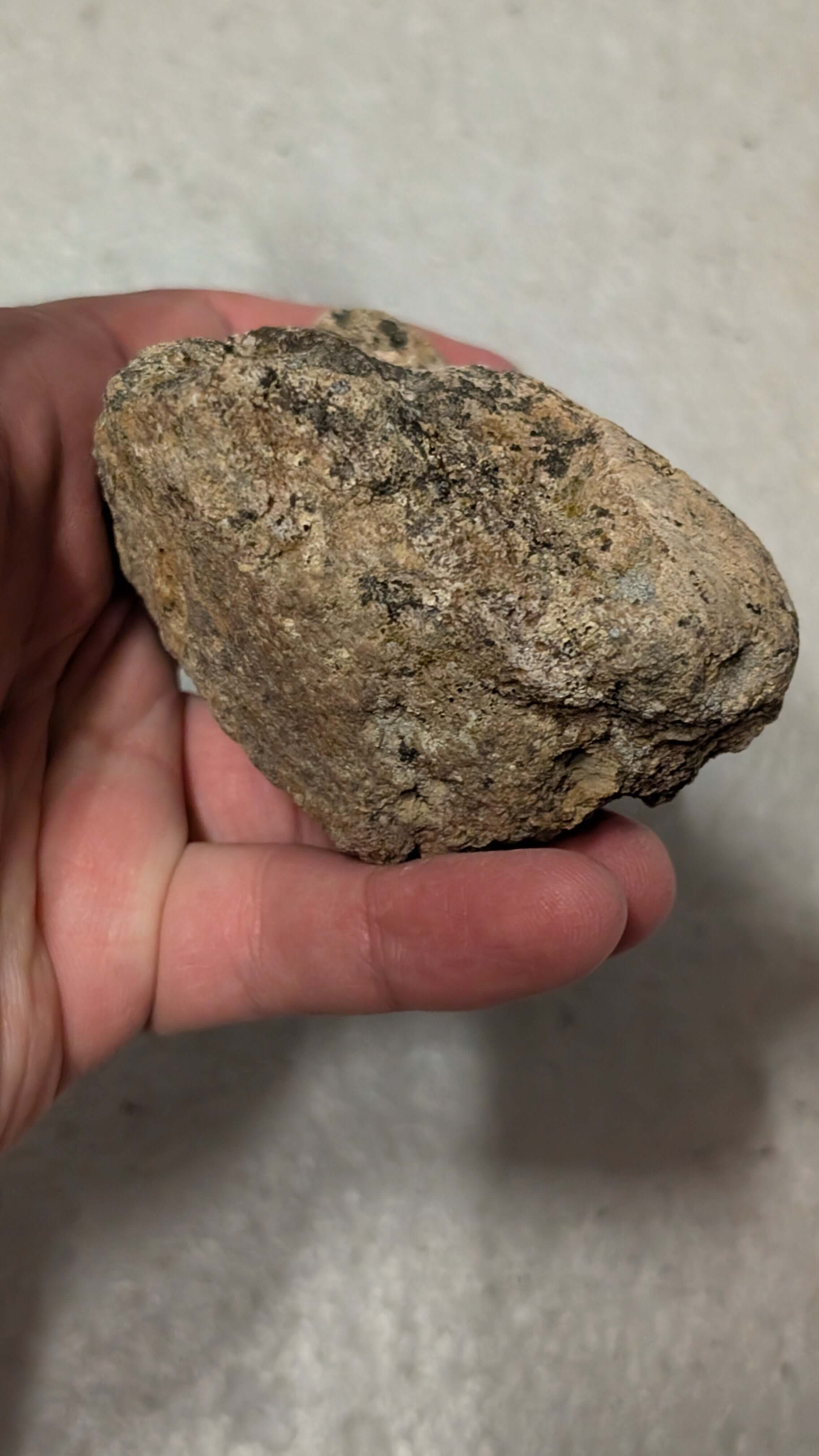 Partial Dinosaur Vertebrae
