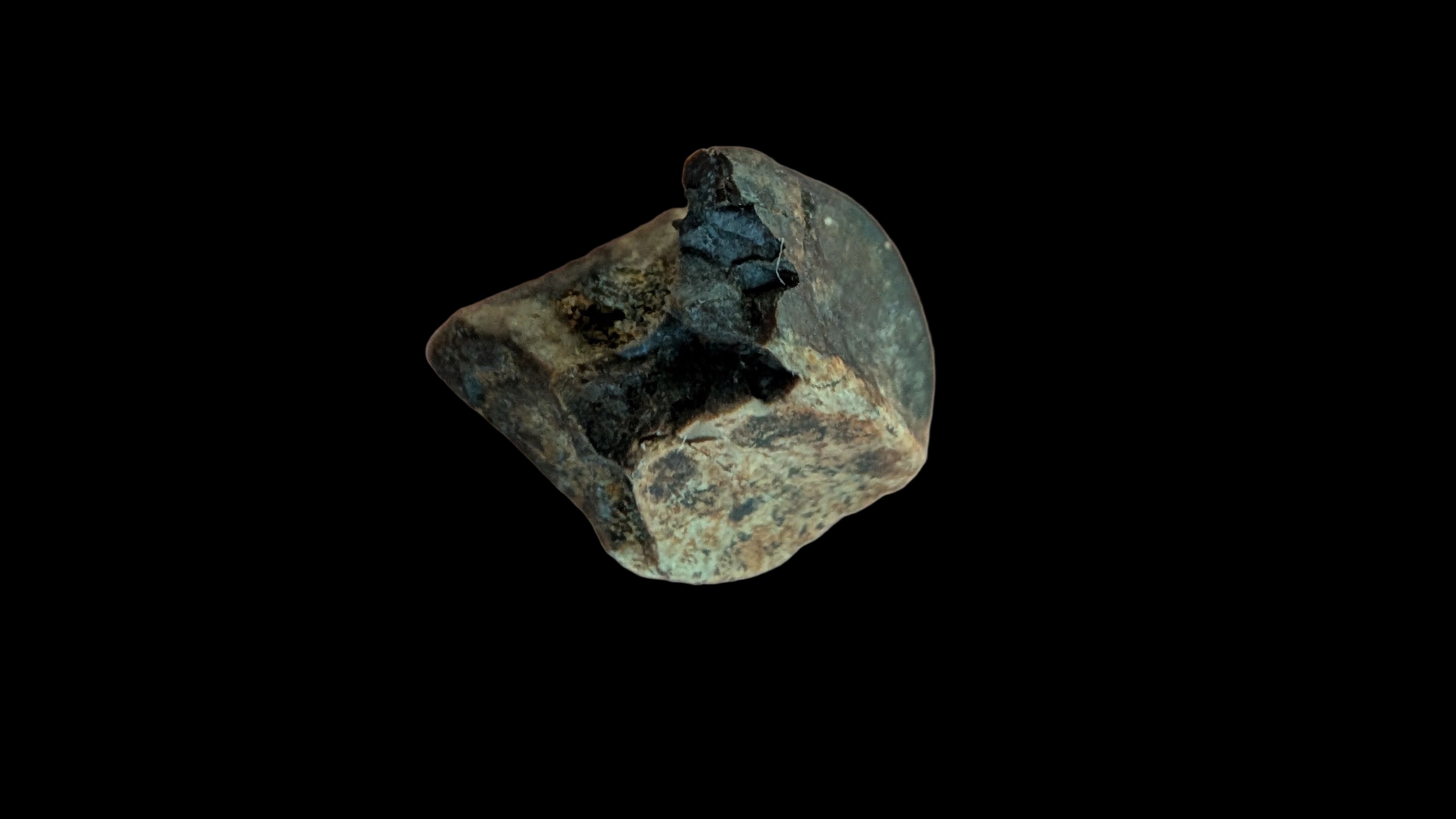 Triceratops Tooth