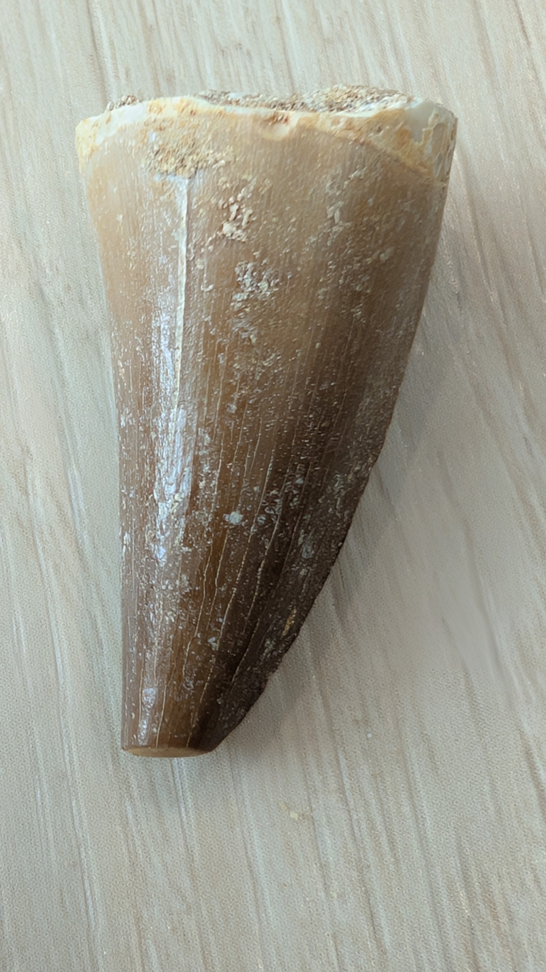 Mosasaur Teeth - Morocco