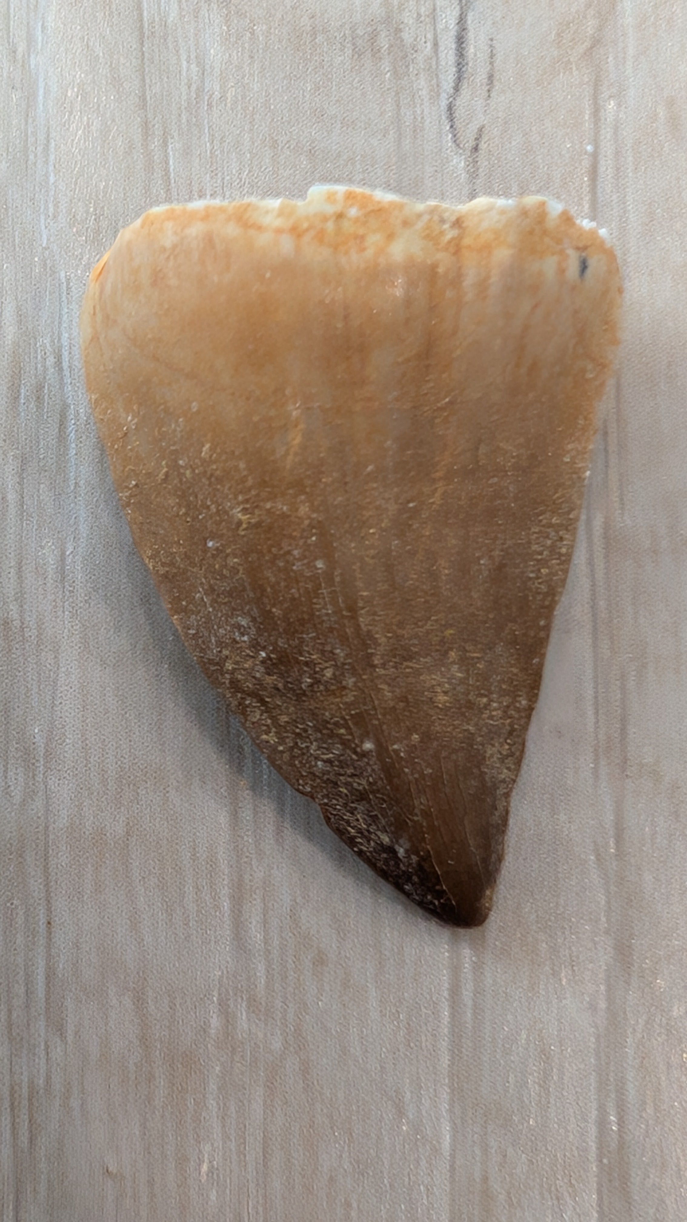 Mosasaur Teeth - Morocco