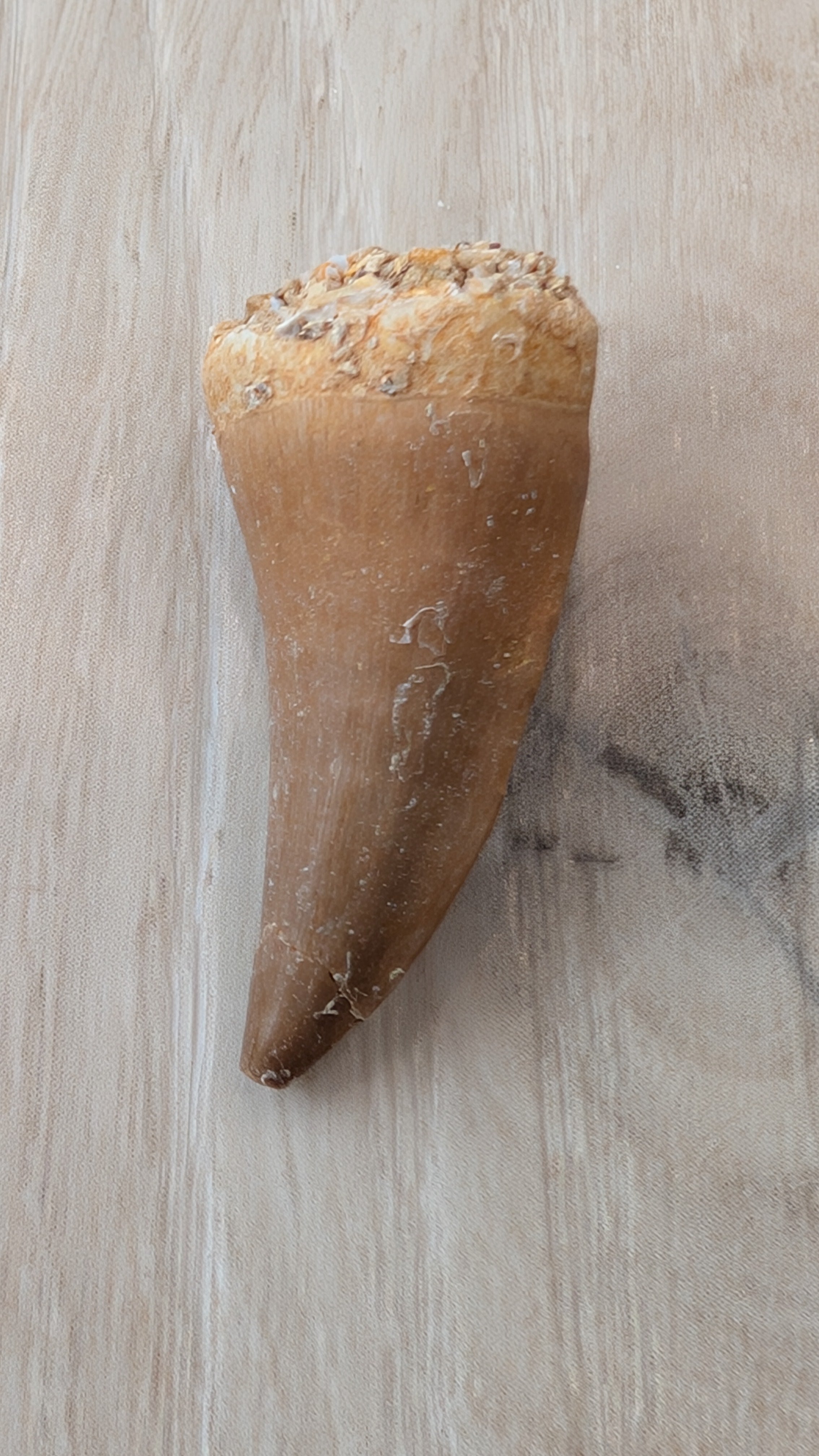 Mosasaur Teeth - Morocco