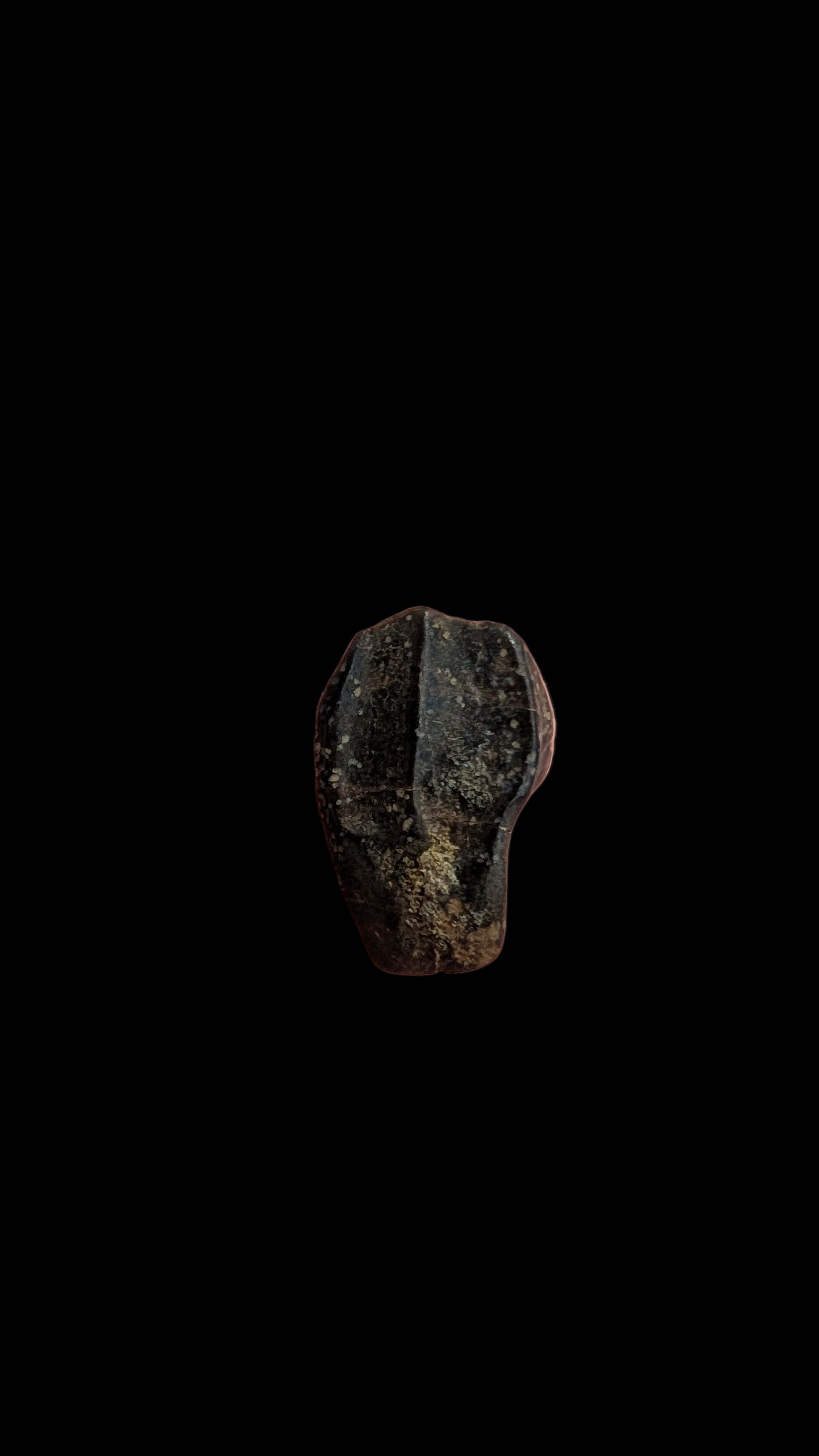 Triceratops Tooth