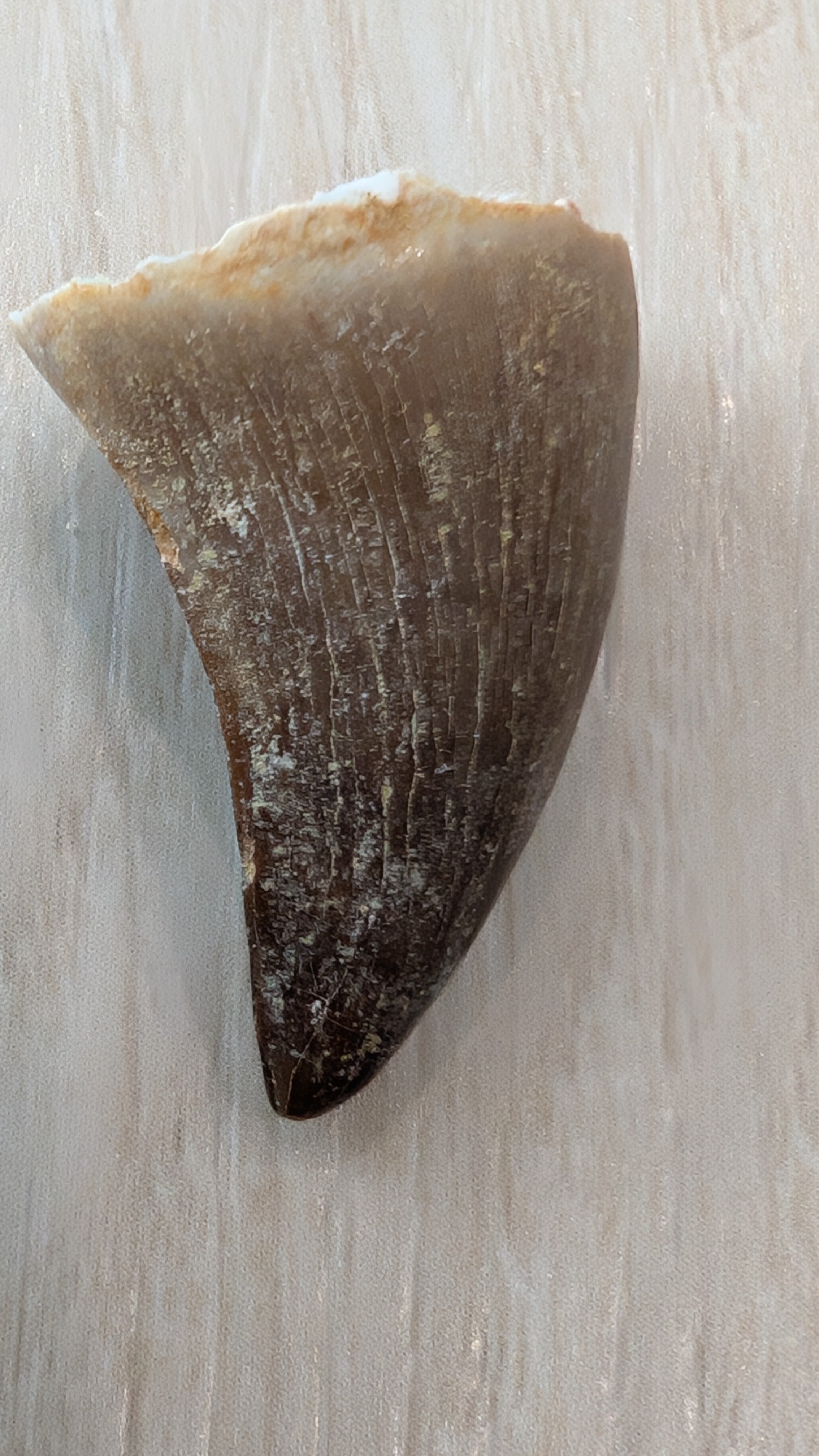 Mosasaur Teeth - Morocco