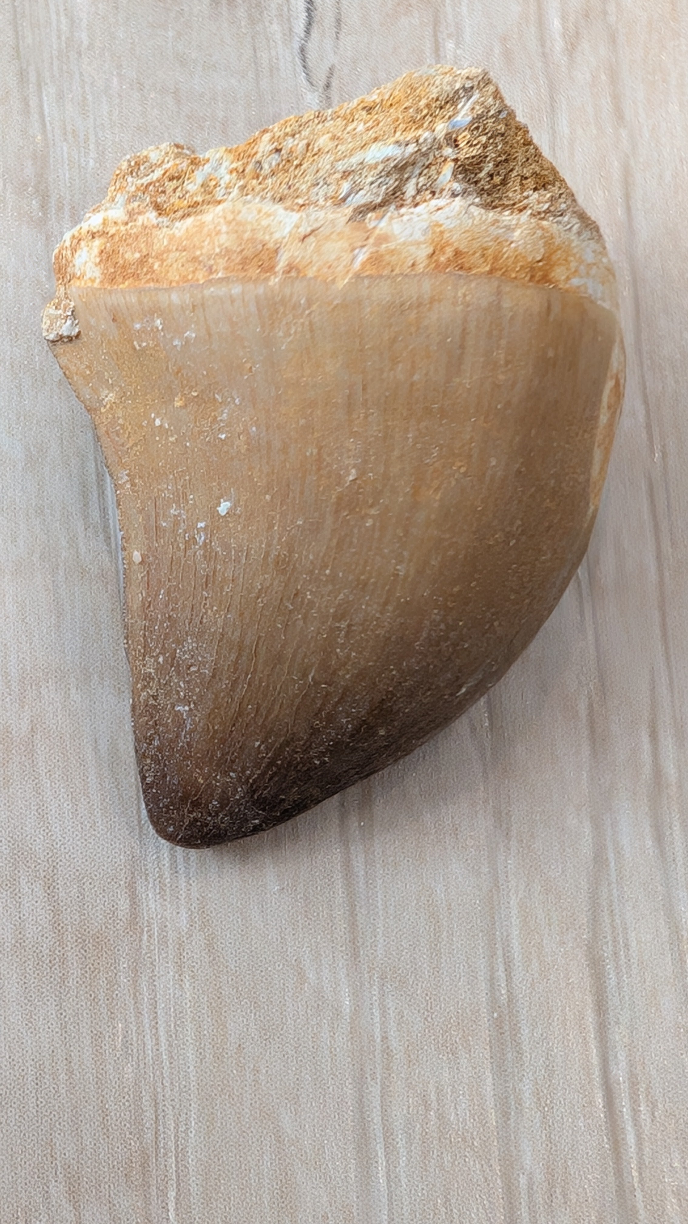 Mosasaur Teeth - Morocco