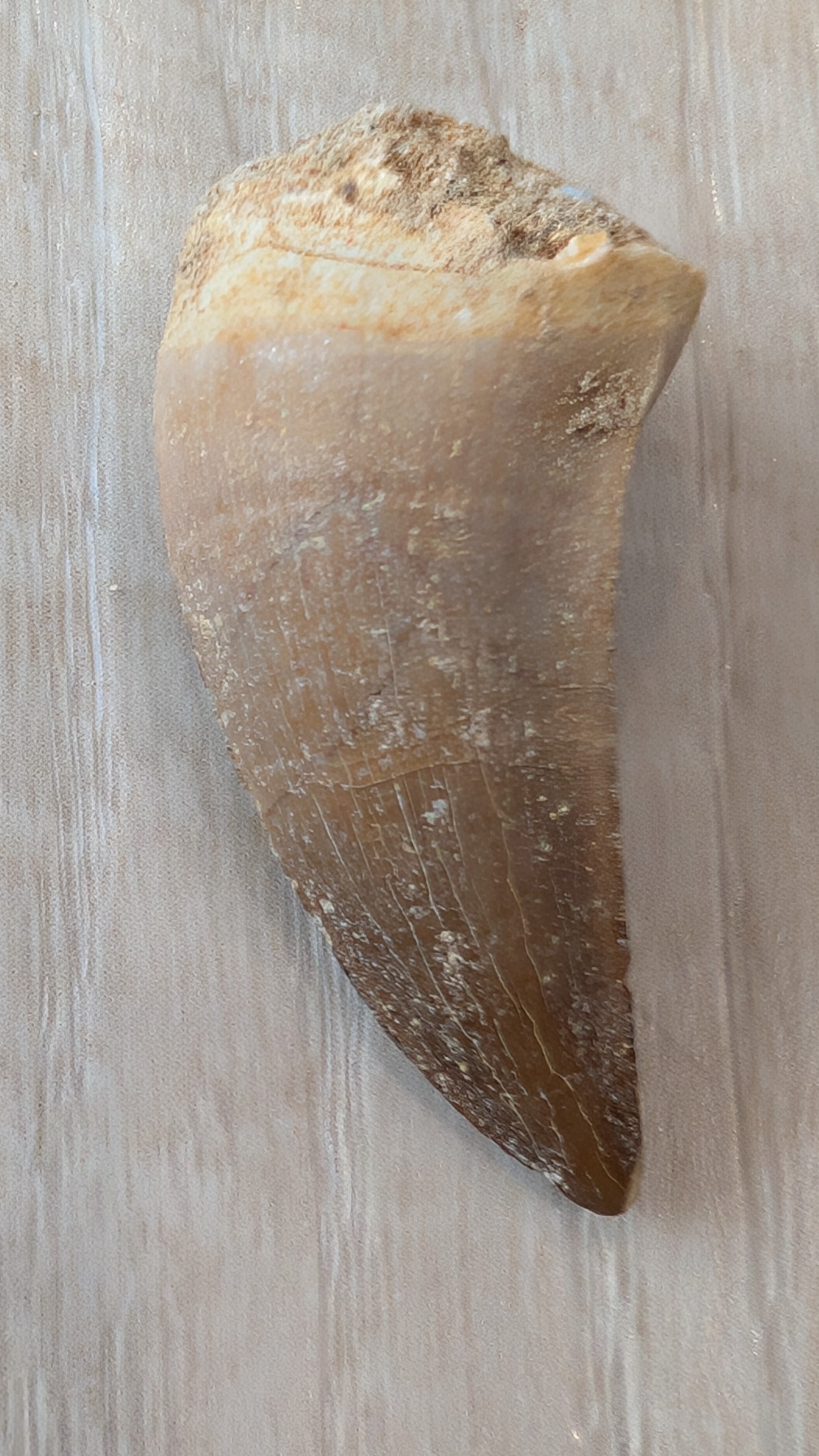 Mosasaur Teeth - Morocco