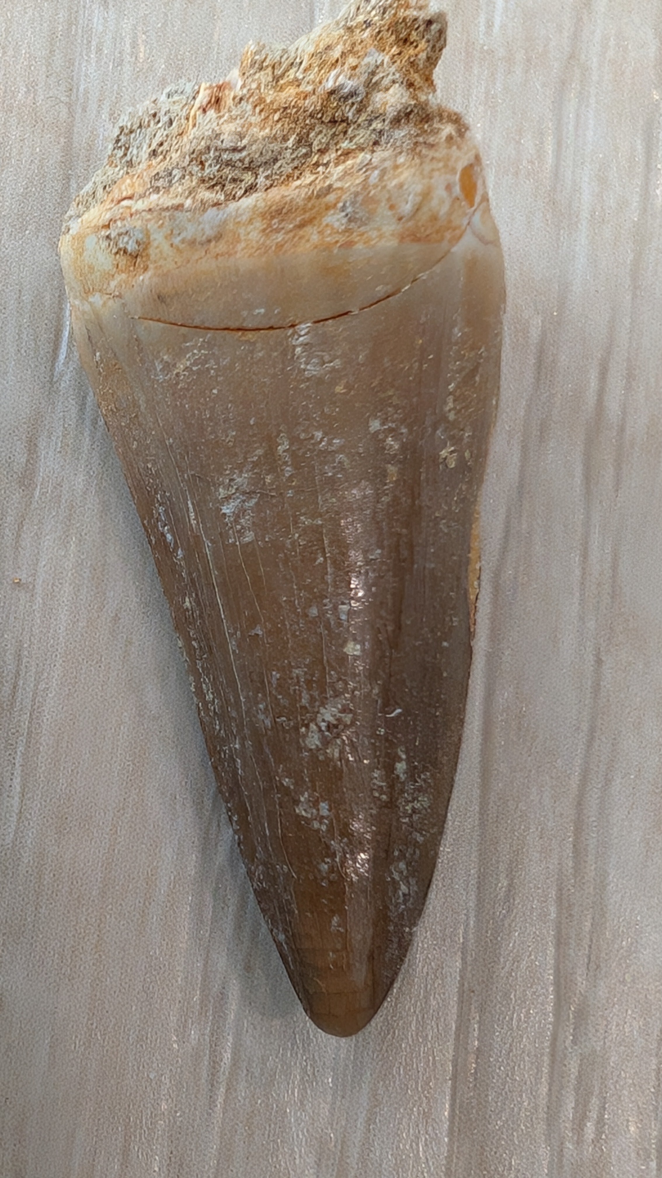 Mosasaur Teeth - Morocco