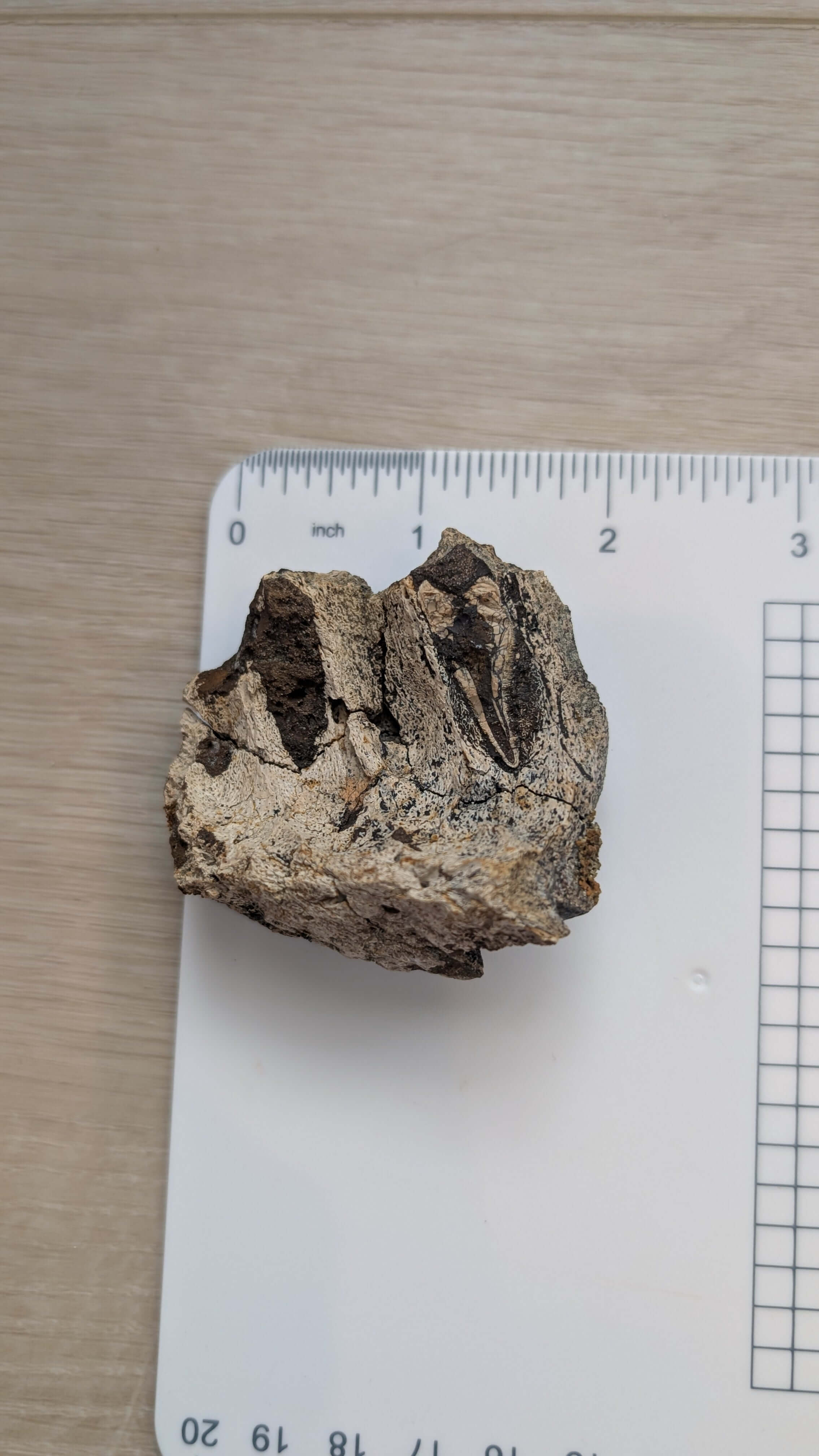 Triceratops Jaw Section
