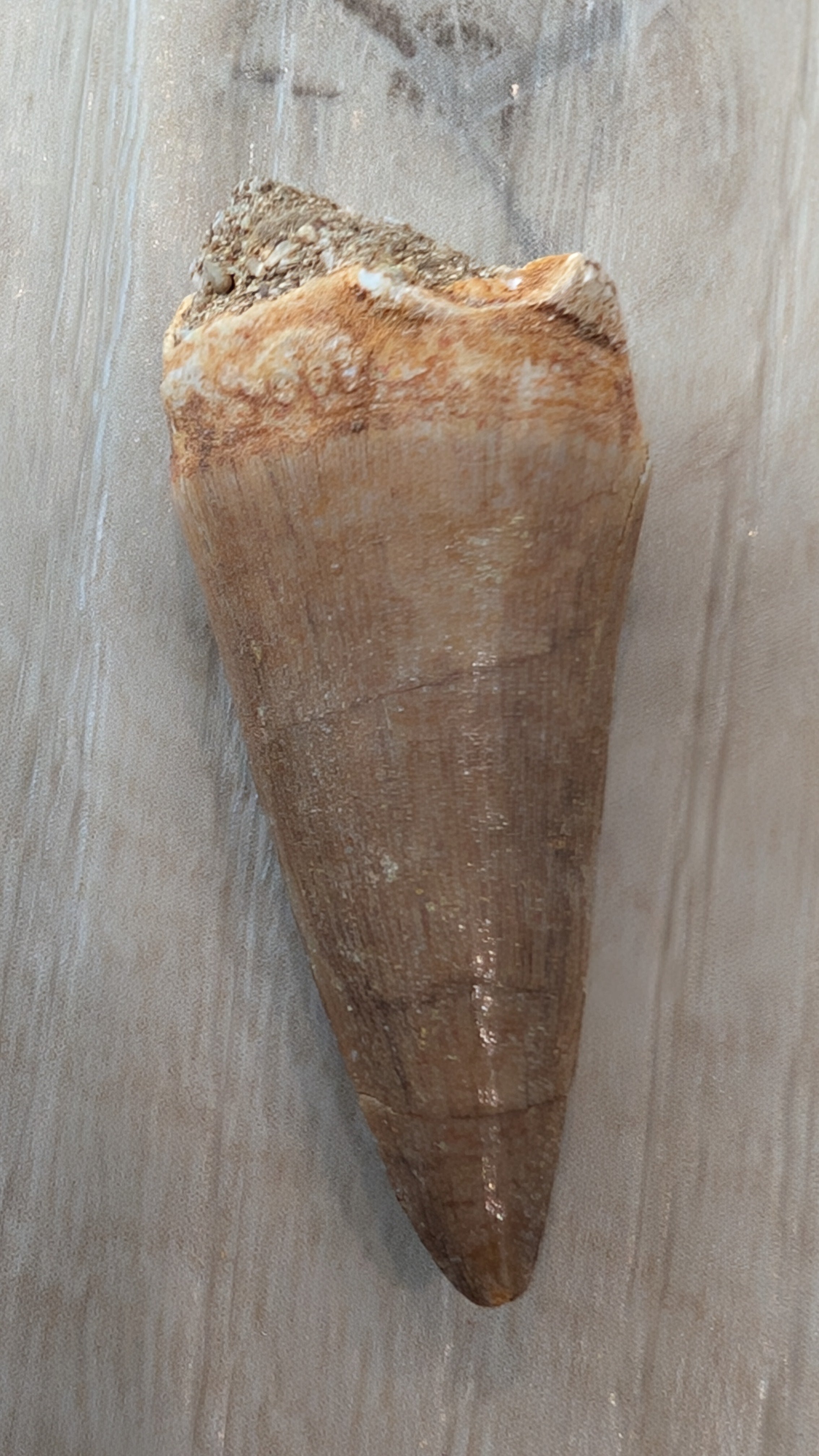 Mosasaur Teeth - Morocco