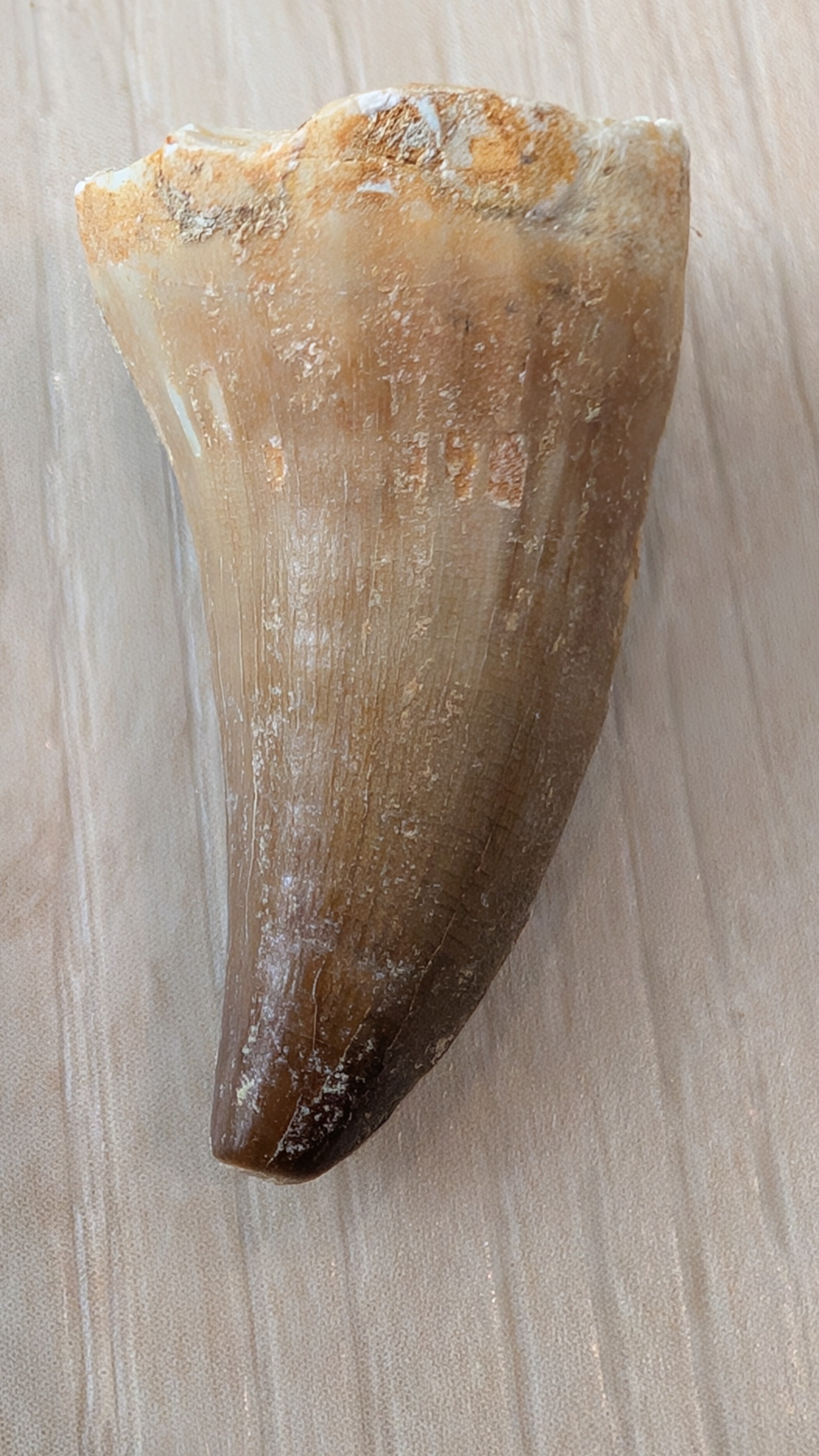 Mosasaur Teeth - Morocco