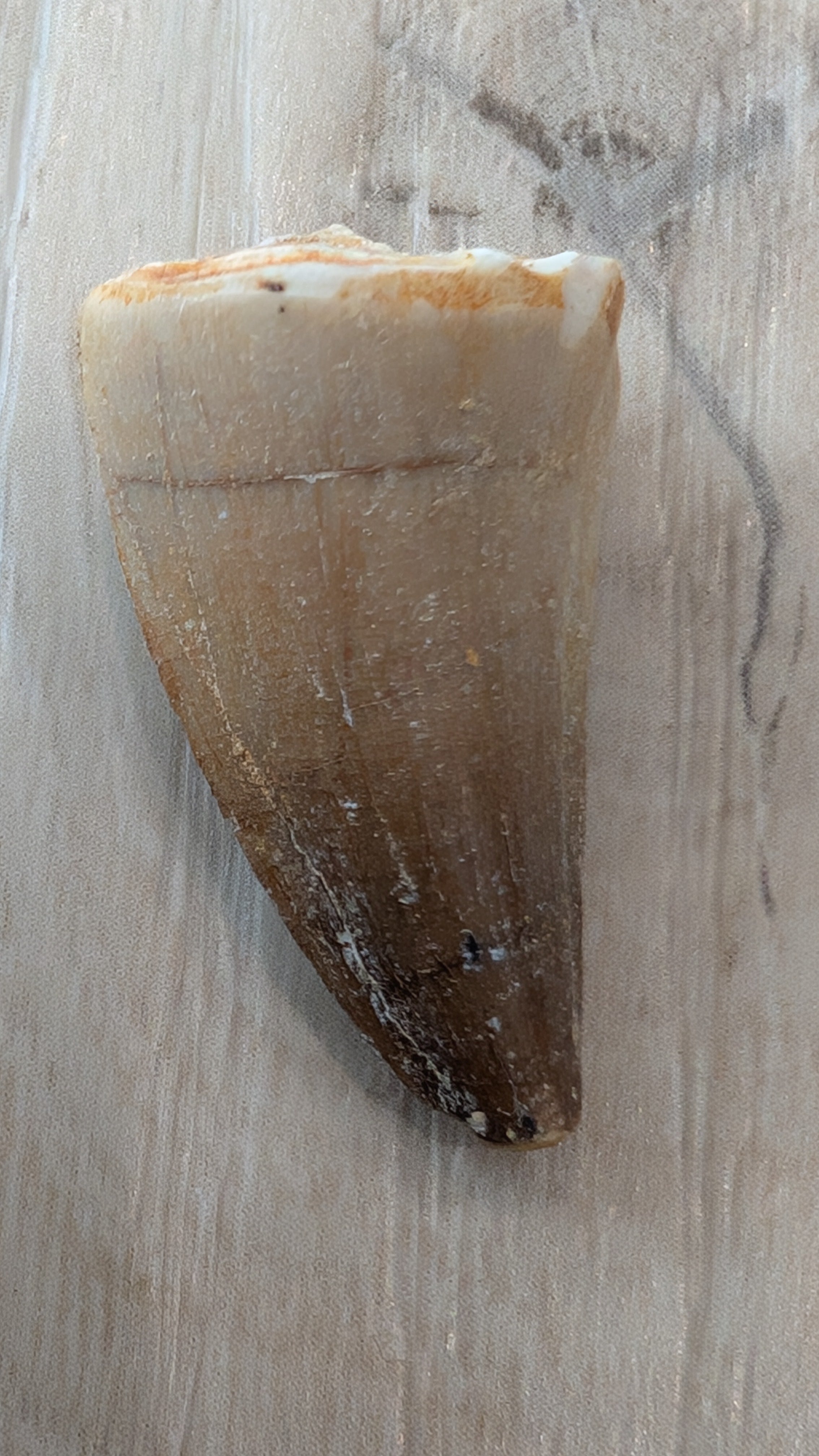 Mosasaur Teeth - Morocco