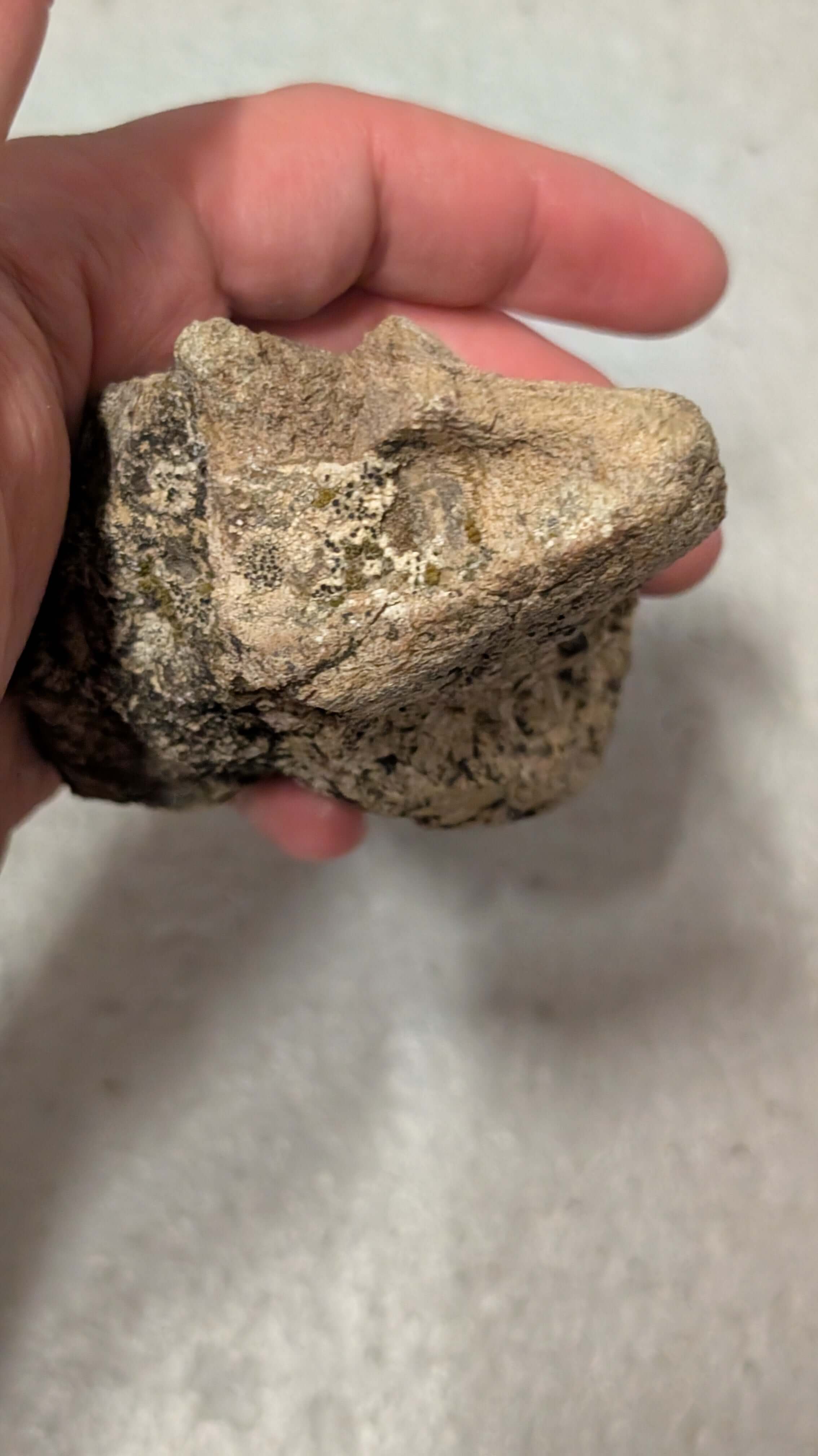 Partial Dinosaur Vertebrae