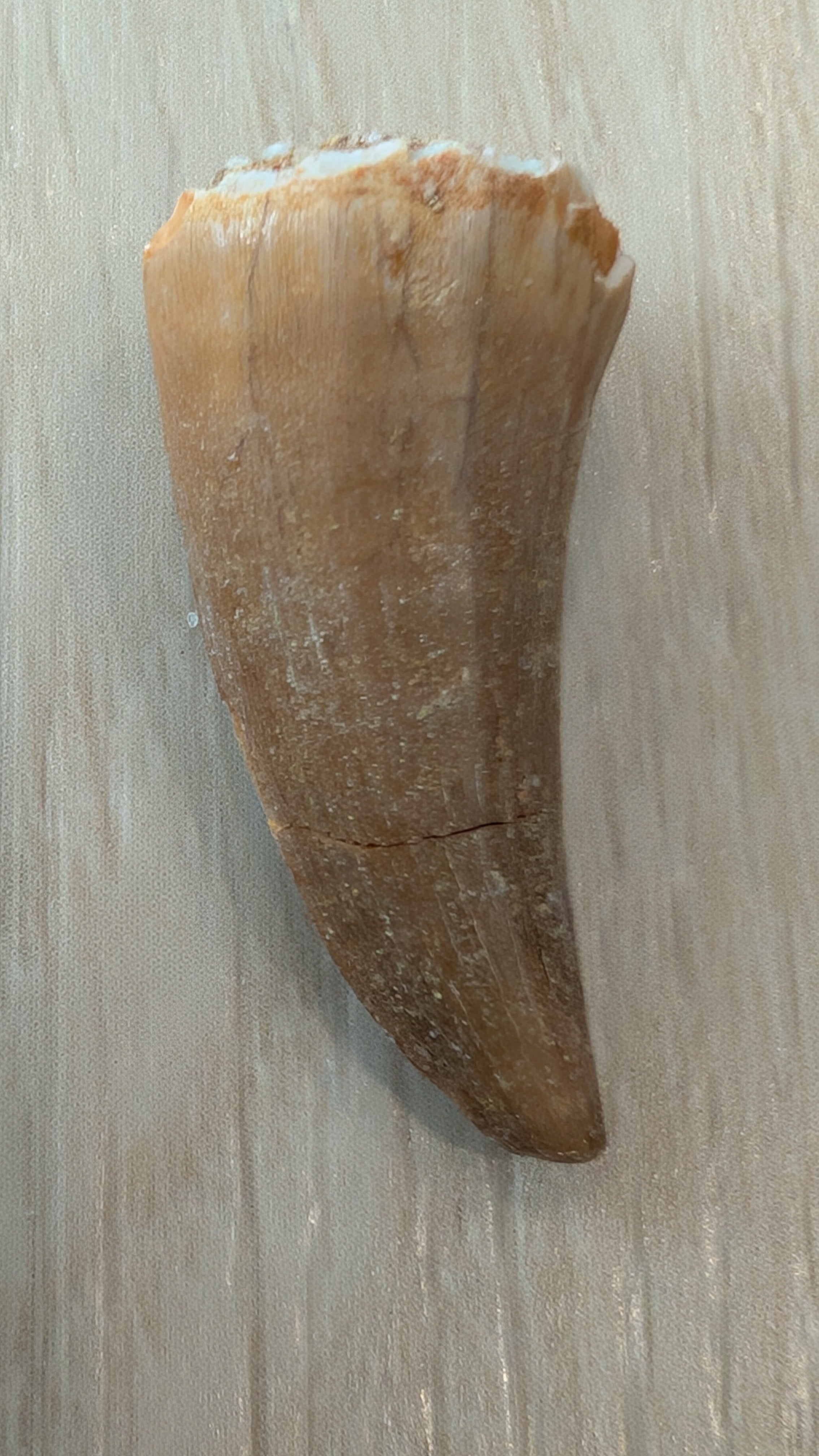 Mosasaur Teeth - Morocco