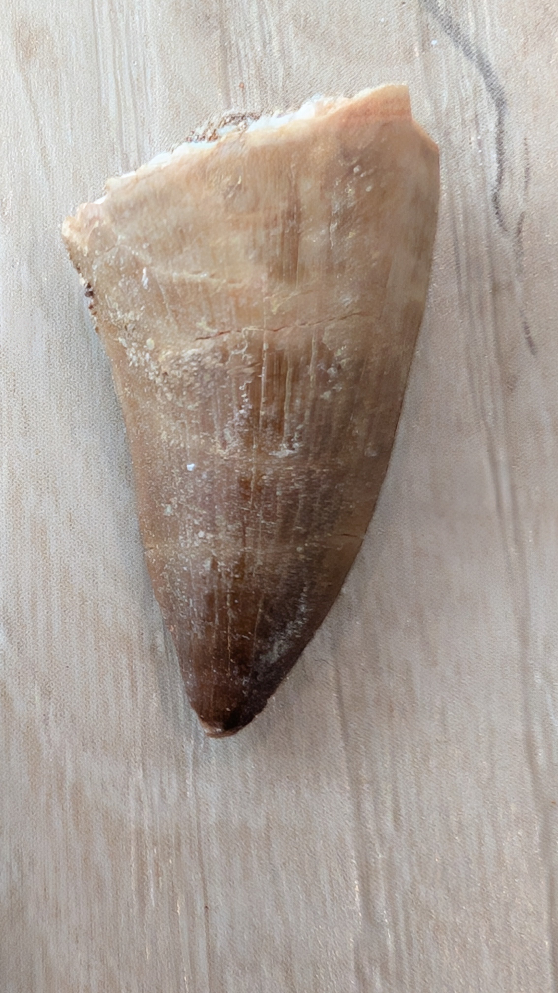 Mosasaur Teeth - Morocco