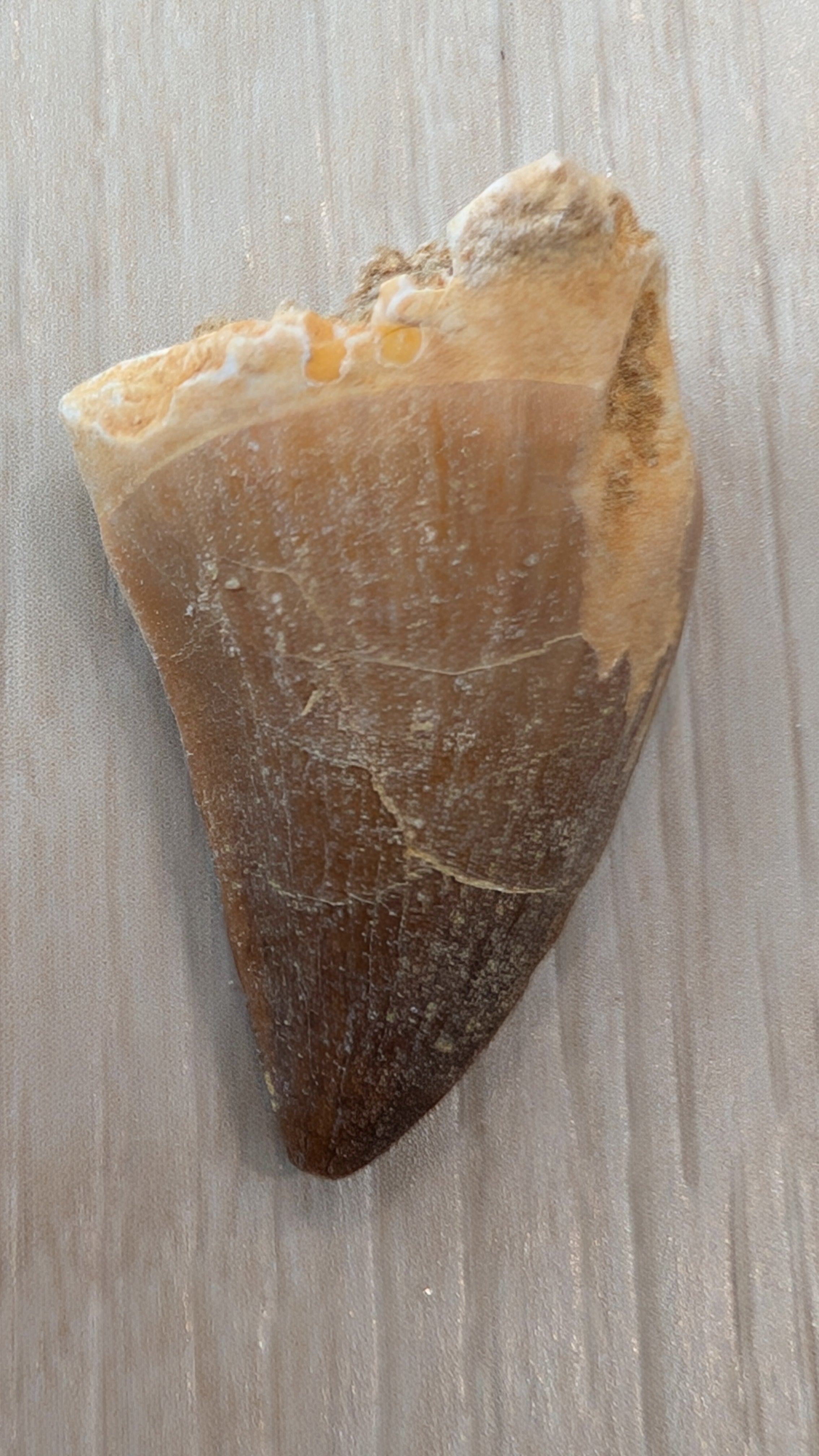 Mosasaur Teeth - Morocco