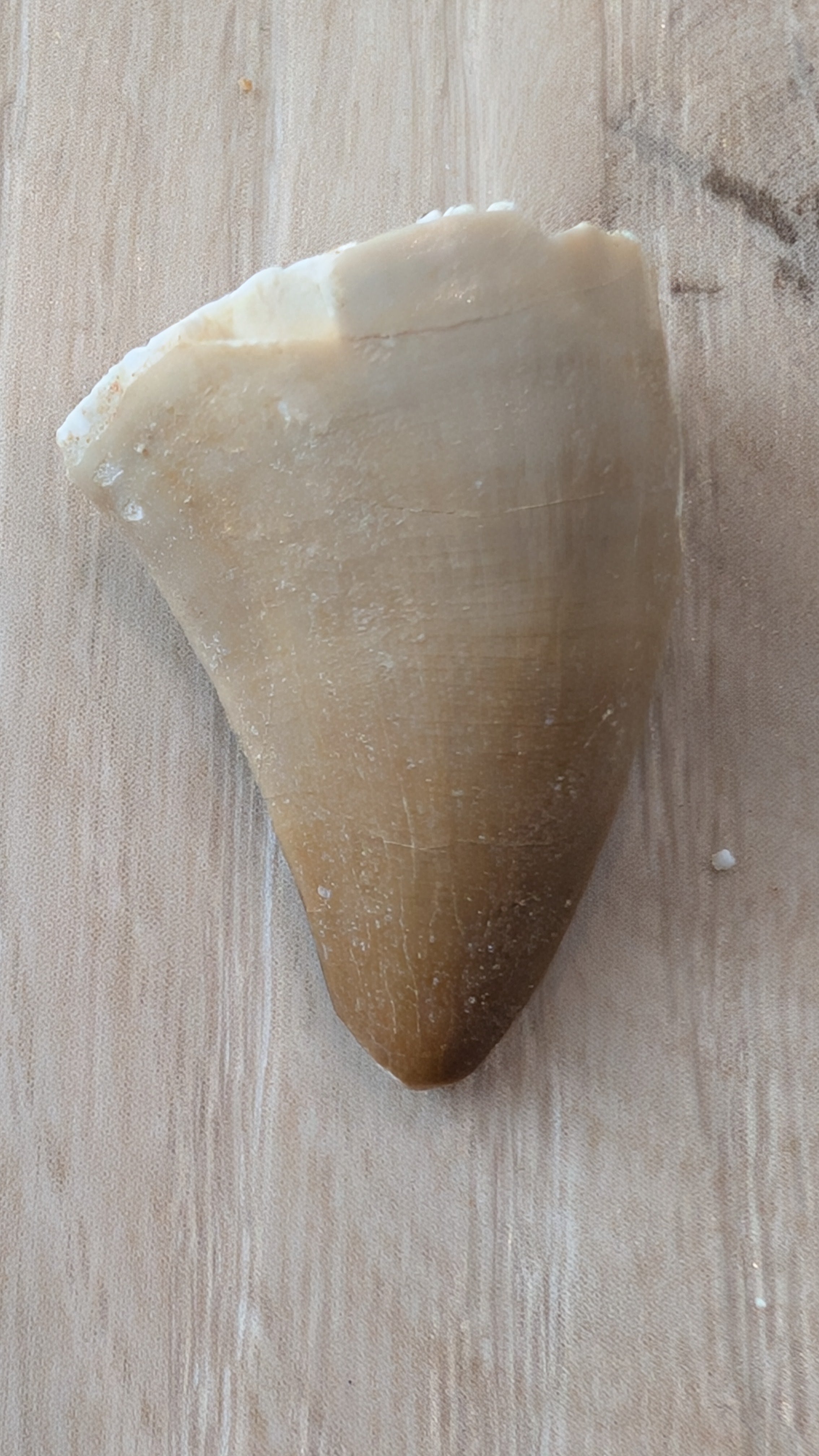 Mosasaur Teeth - Morocco