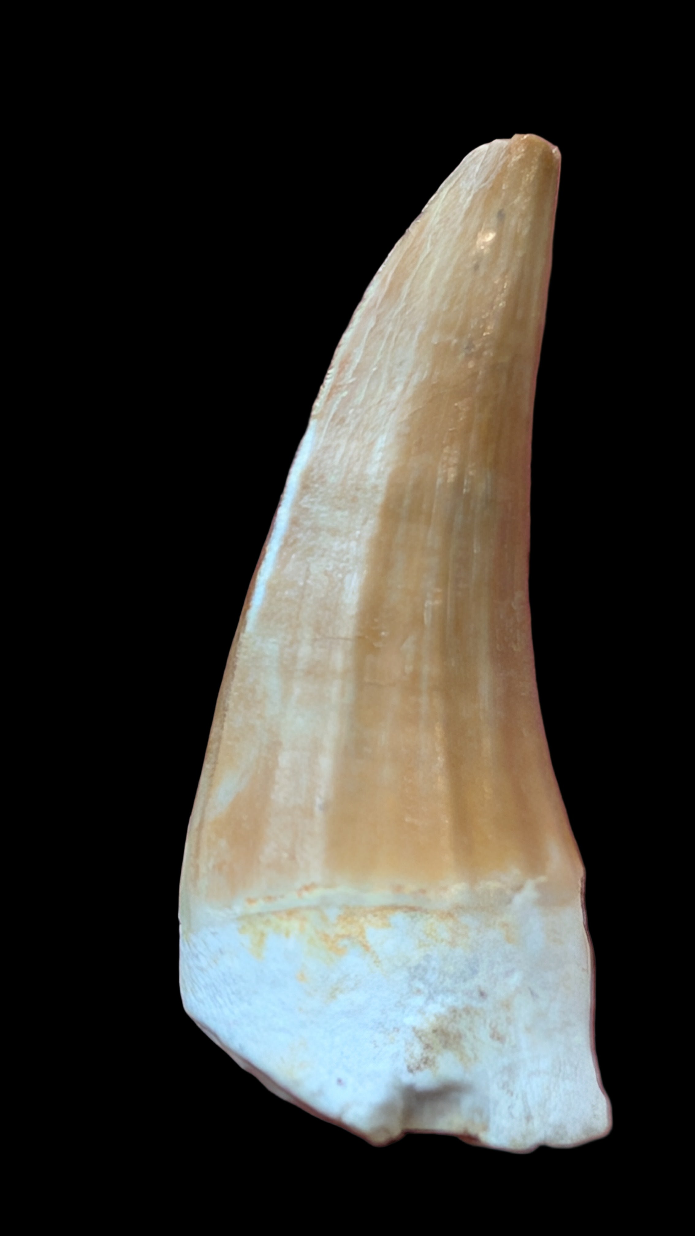Mosasaur Teeth - Morocco