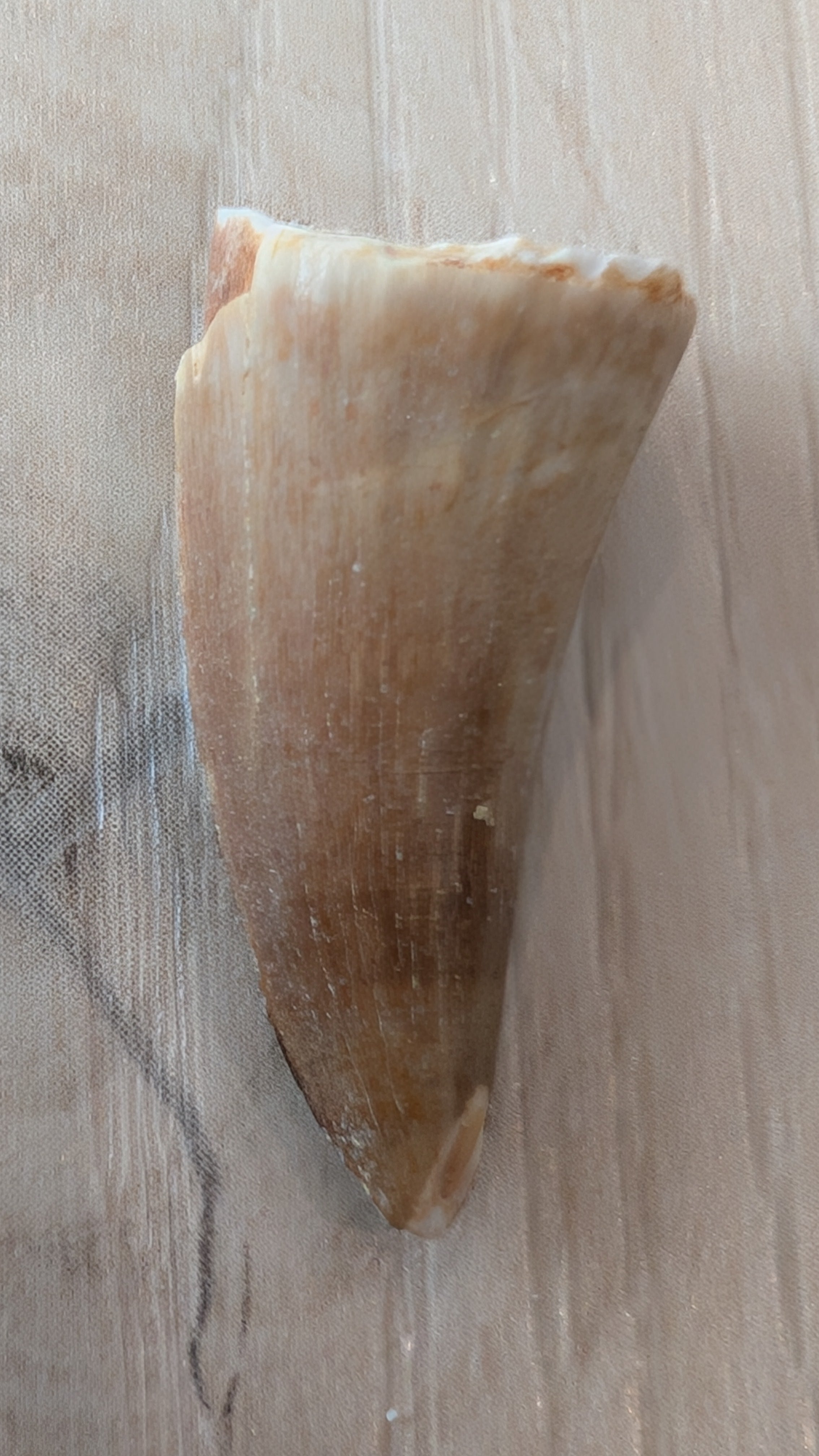 Mosasaur Teeth - Morocco