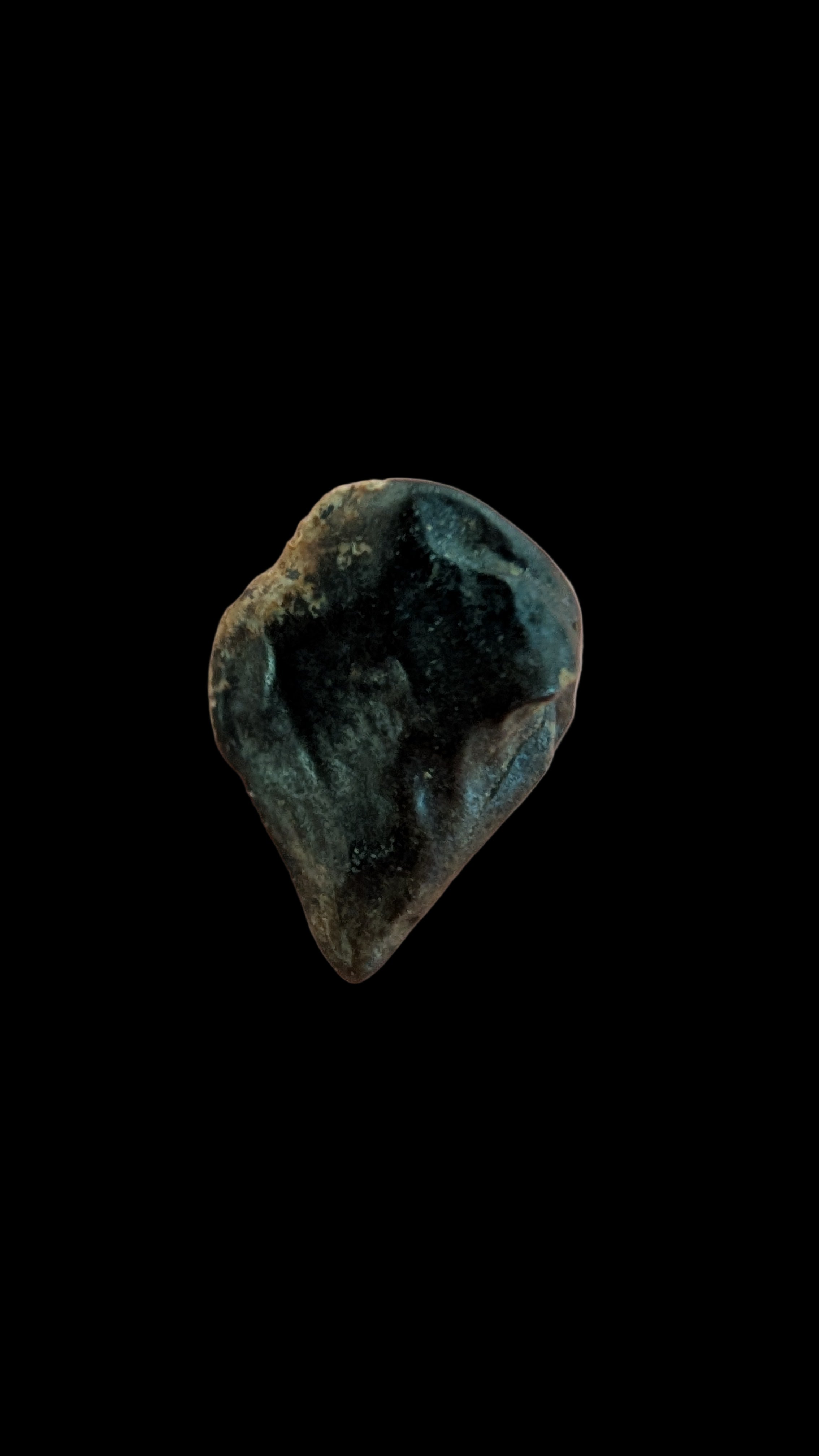 Triceratops Tooth