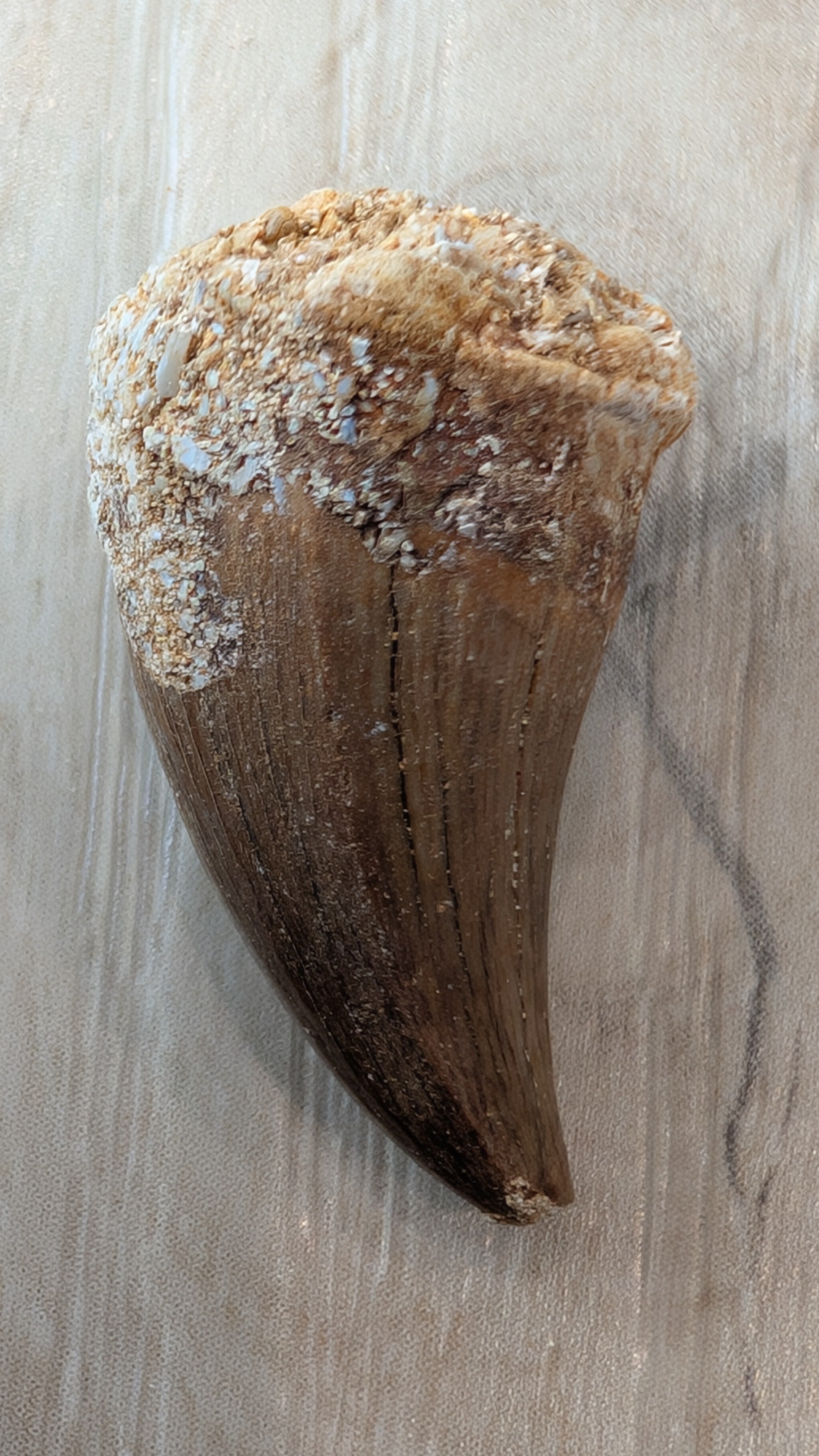 Mosasaur Teeth - Morocco