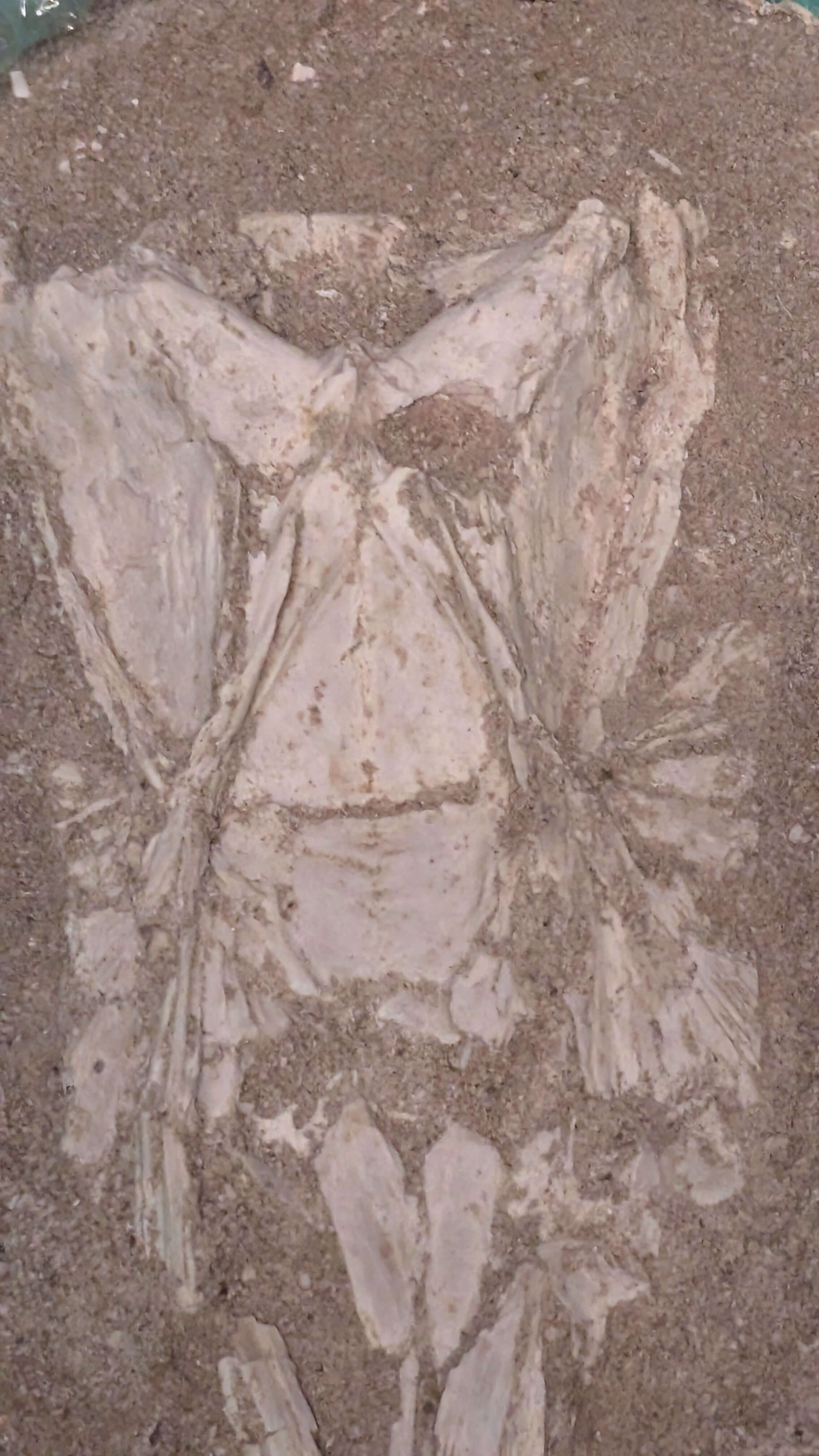Enchodus Skull