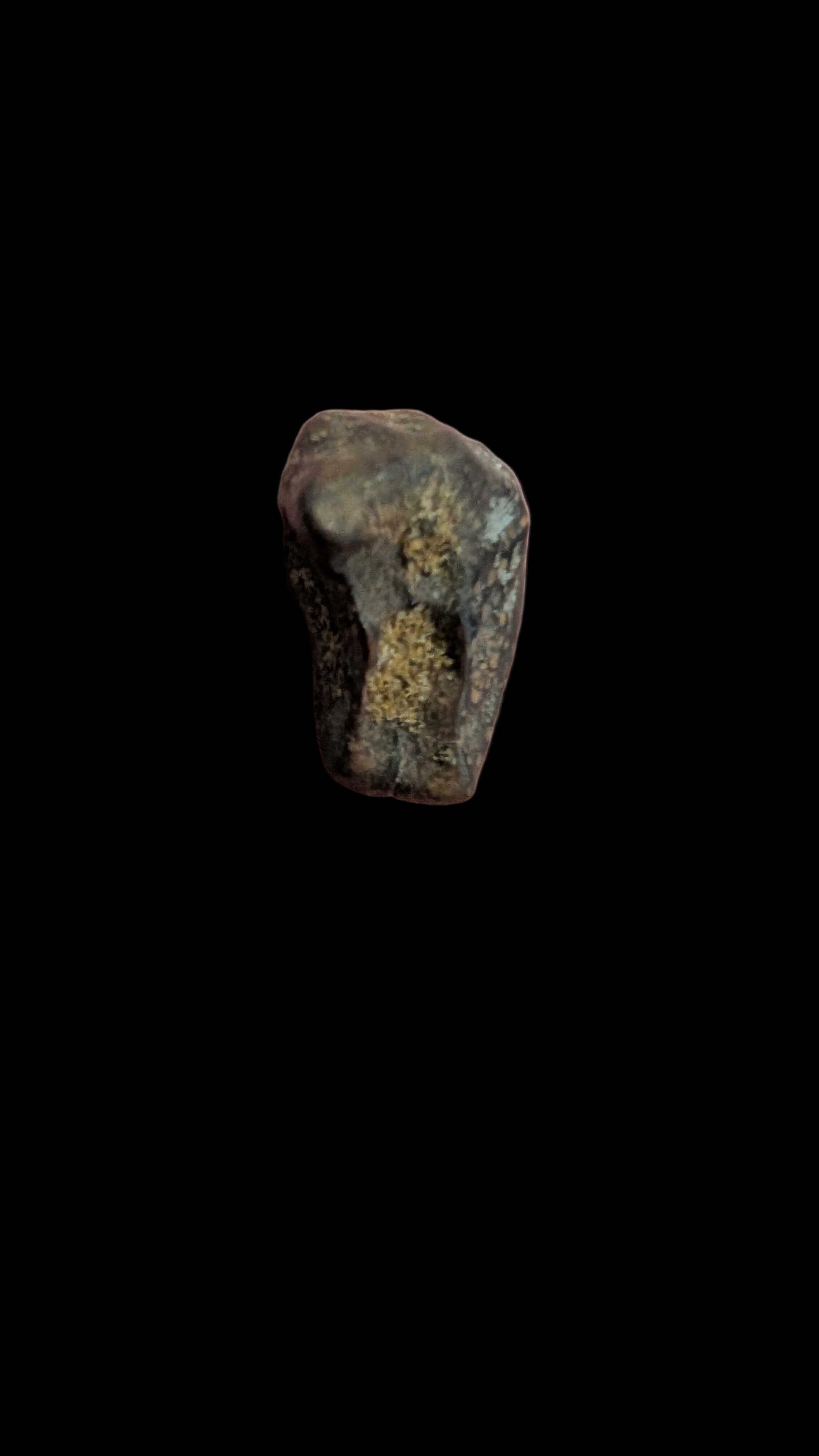 Triceratops Tooth