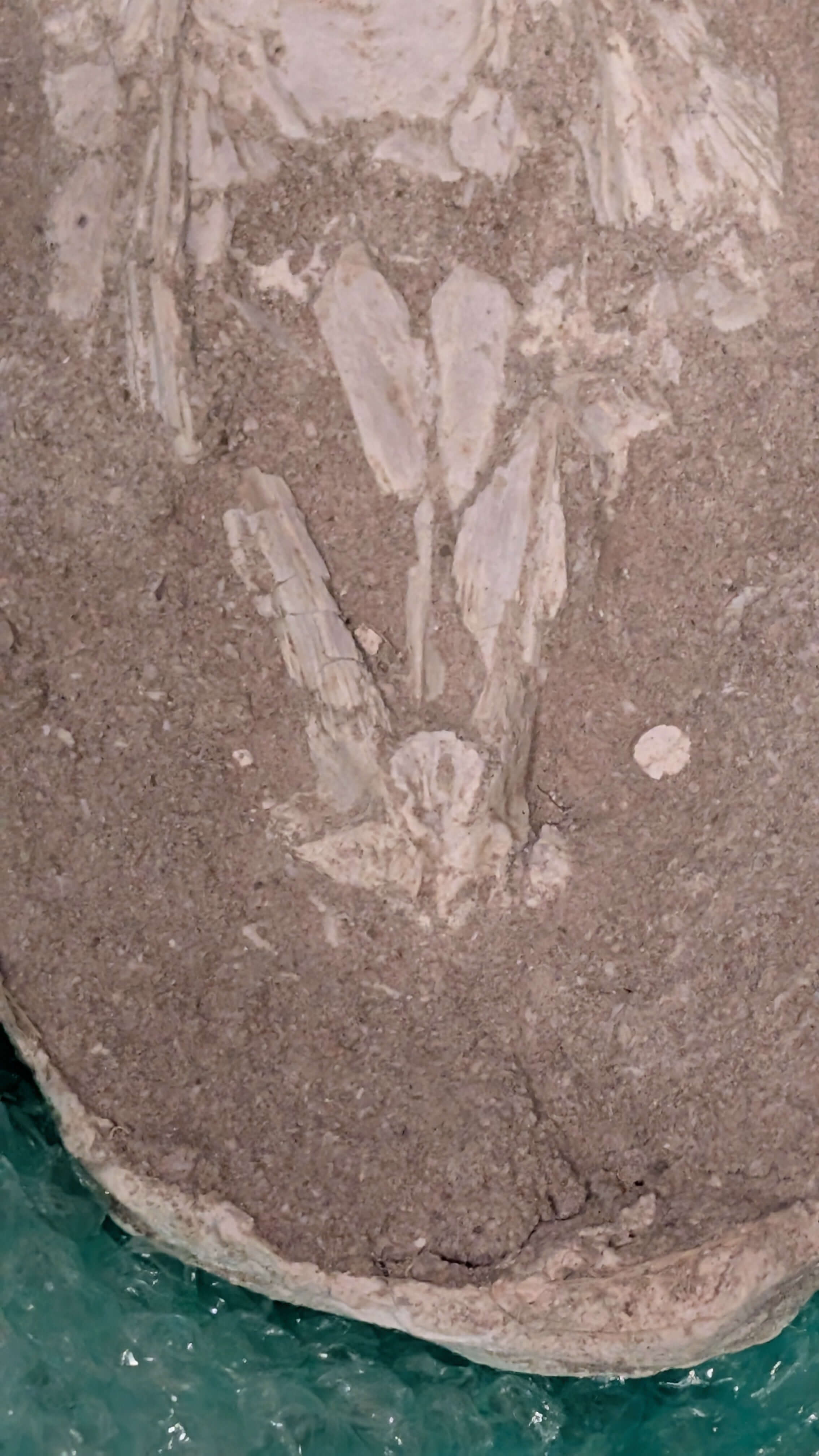 Enchodus Skull