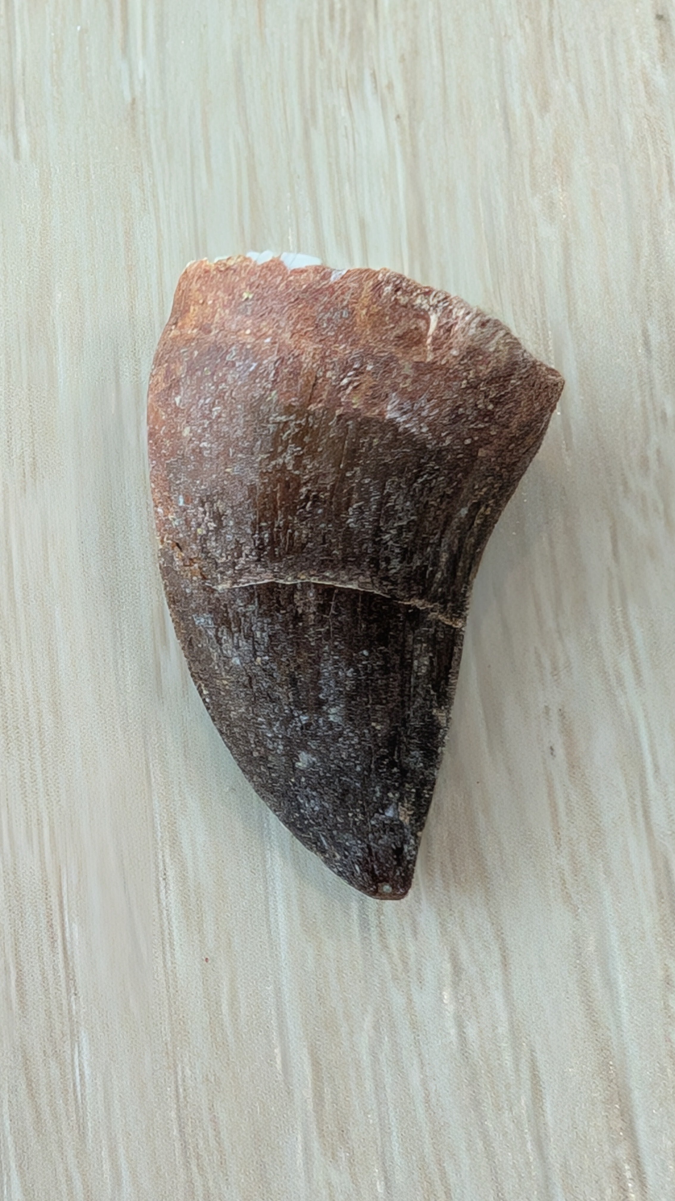 Mosasaur Teeth - Morocco