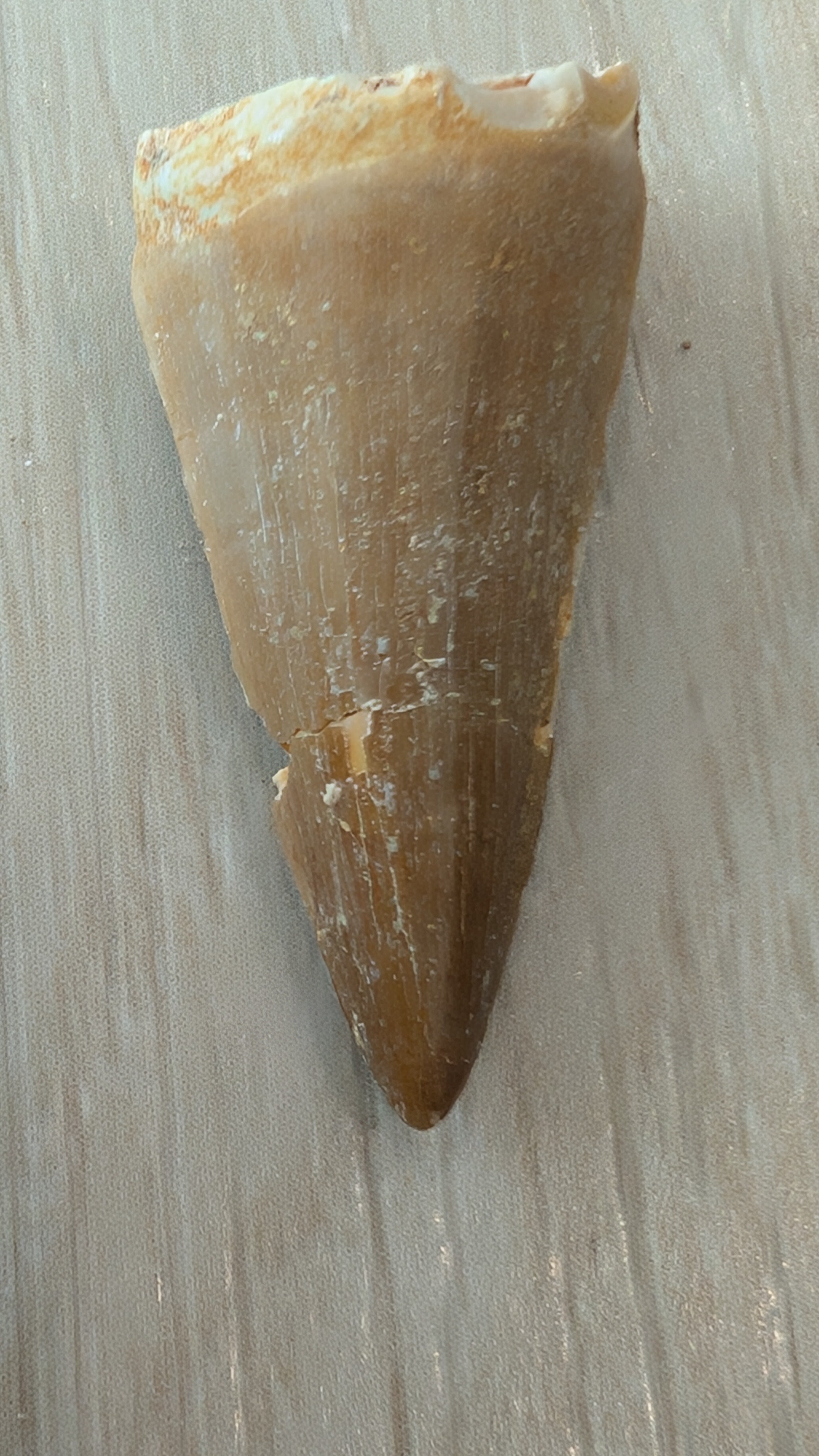 Mosasaur Teeth - Morocco